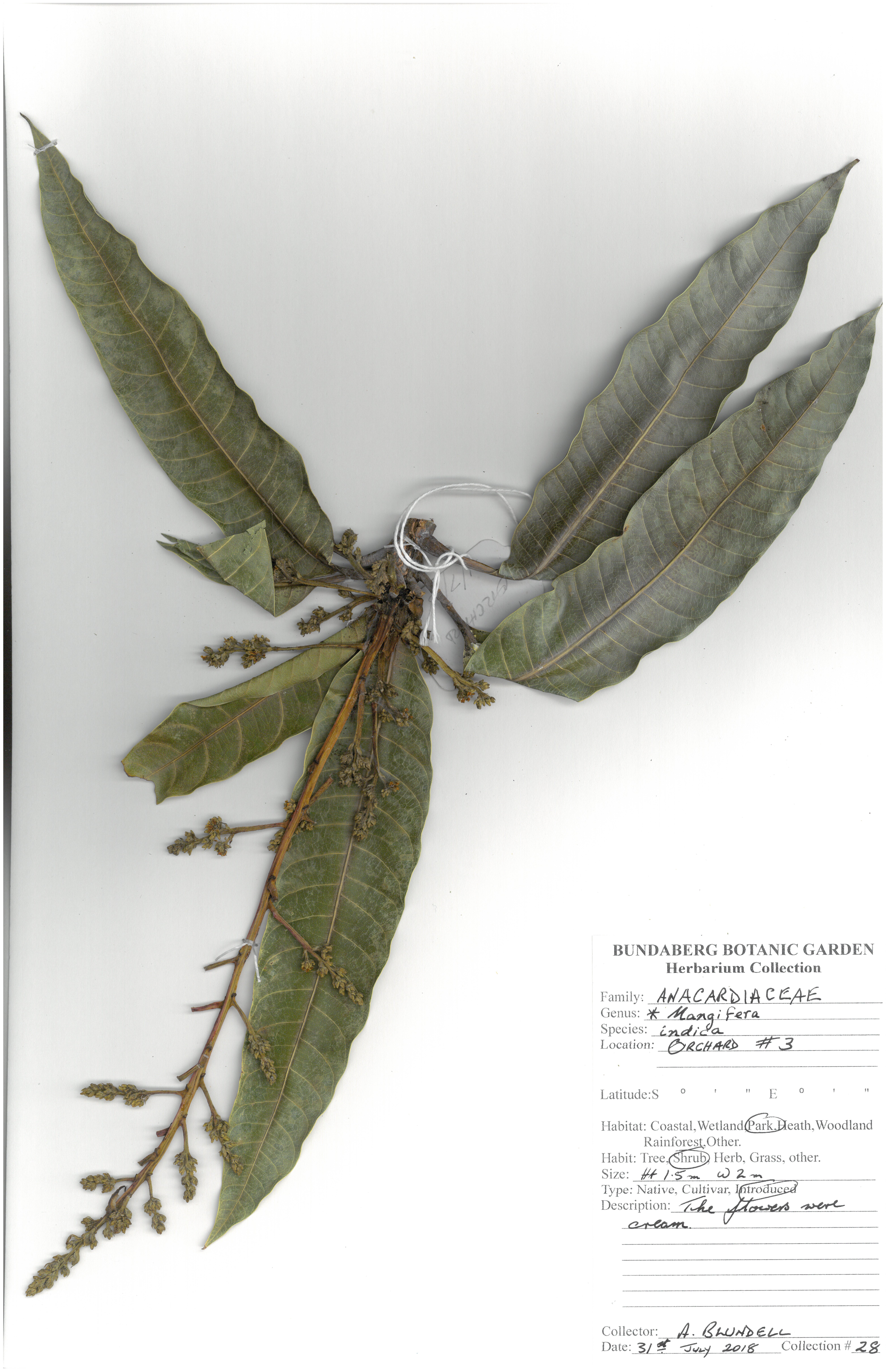 Anacardiaceae magifera indica