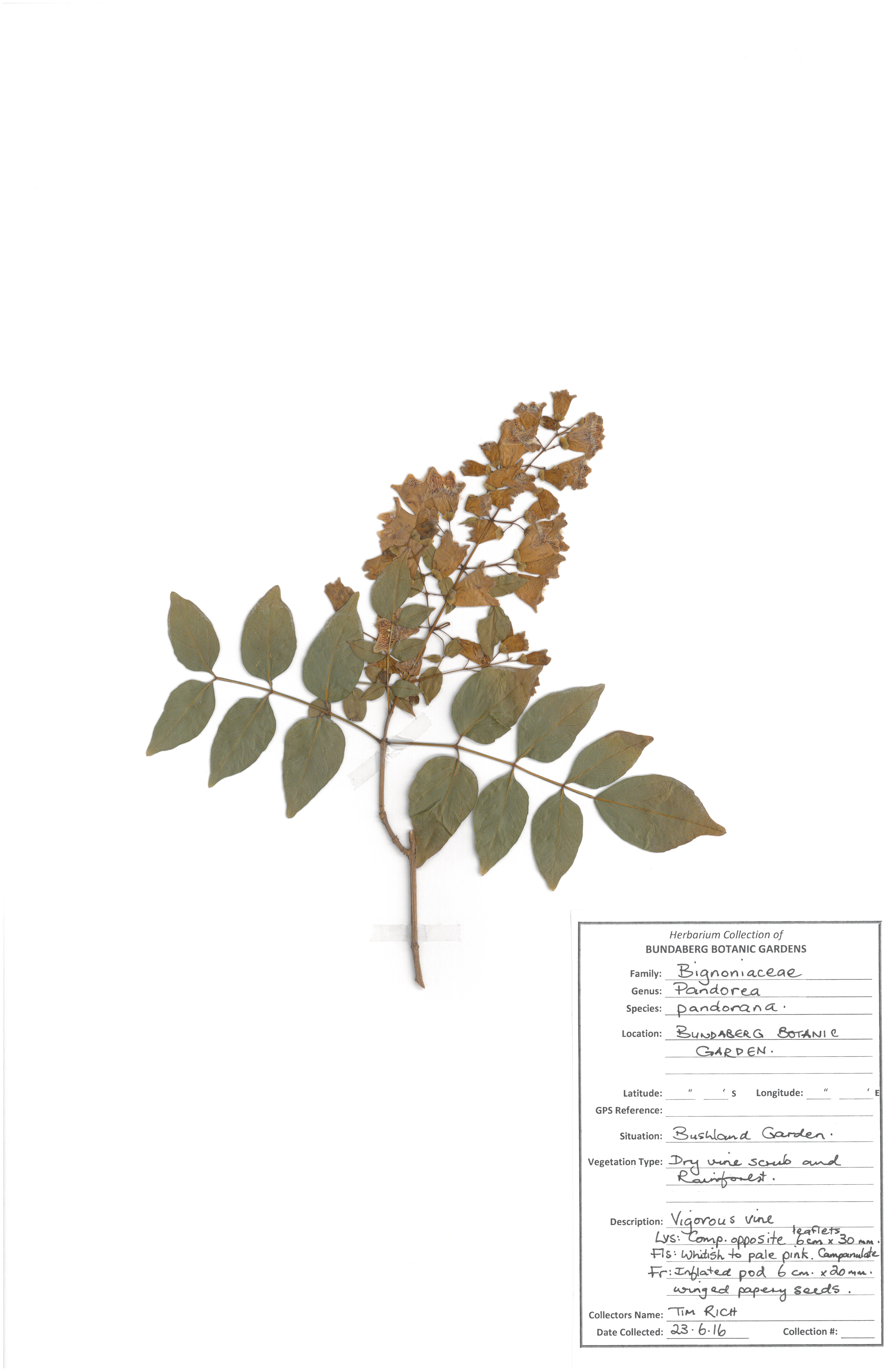 Bignoniaceae pandorea pandorana