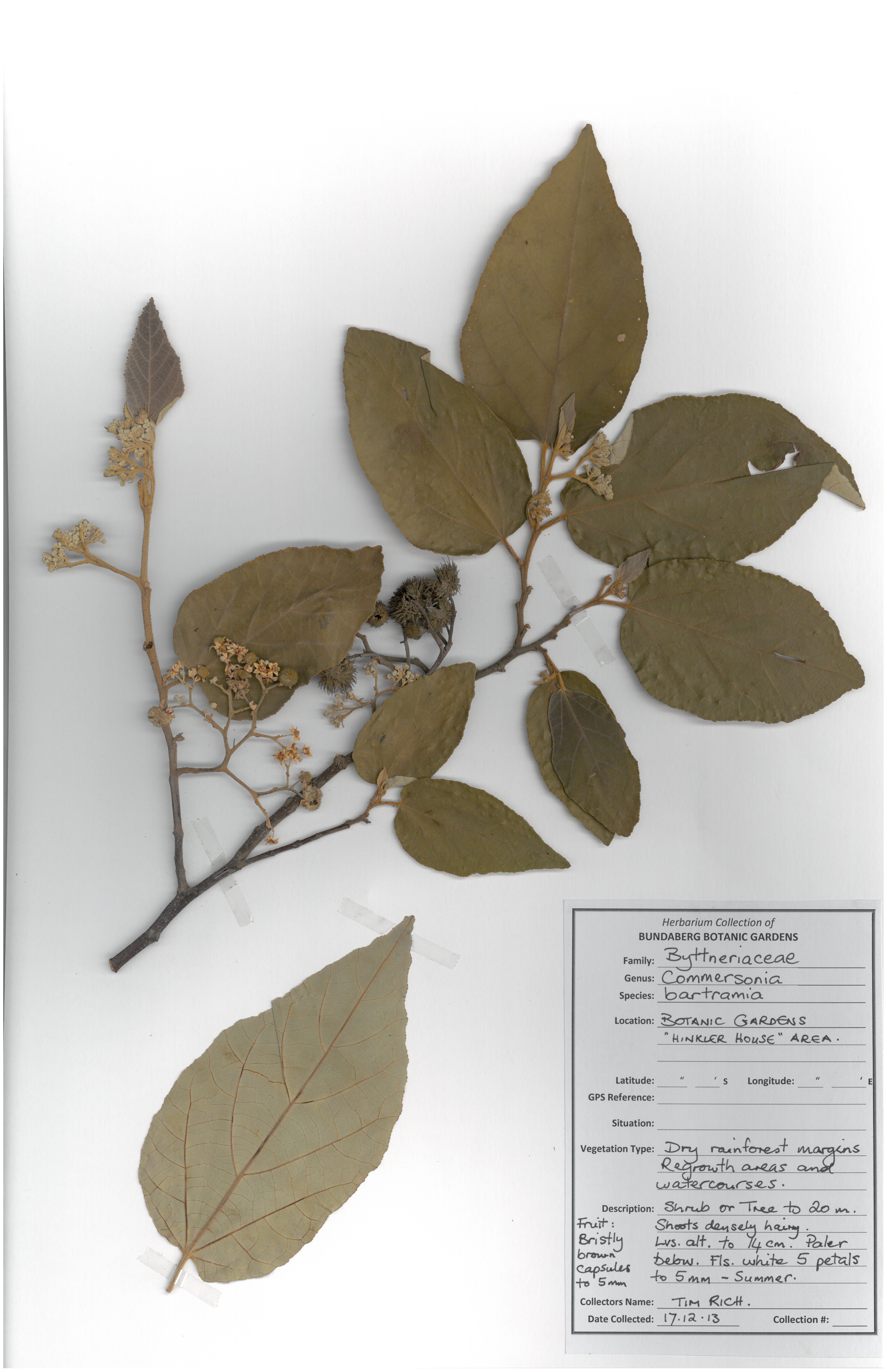 Byttneriaceae commersonia bartramia