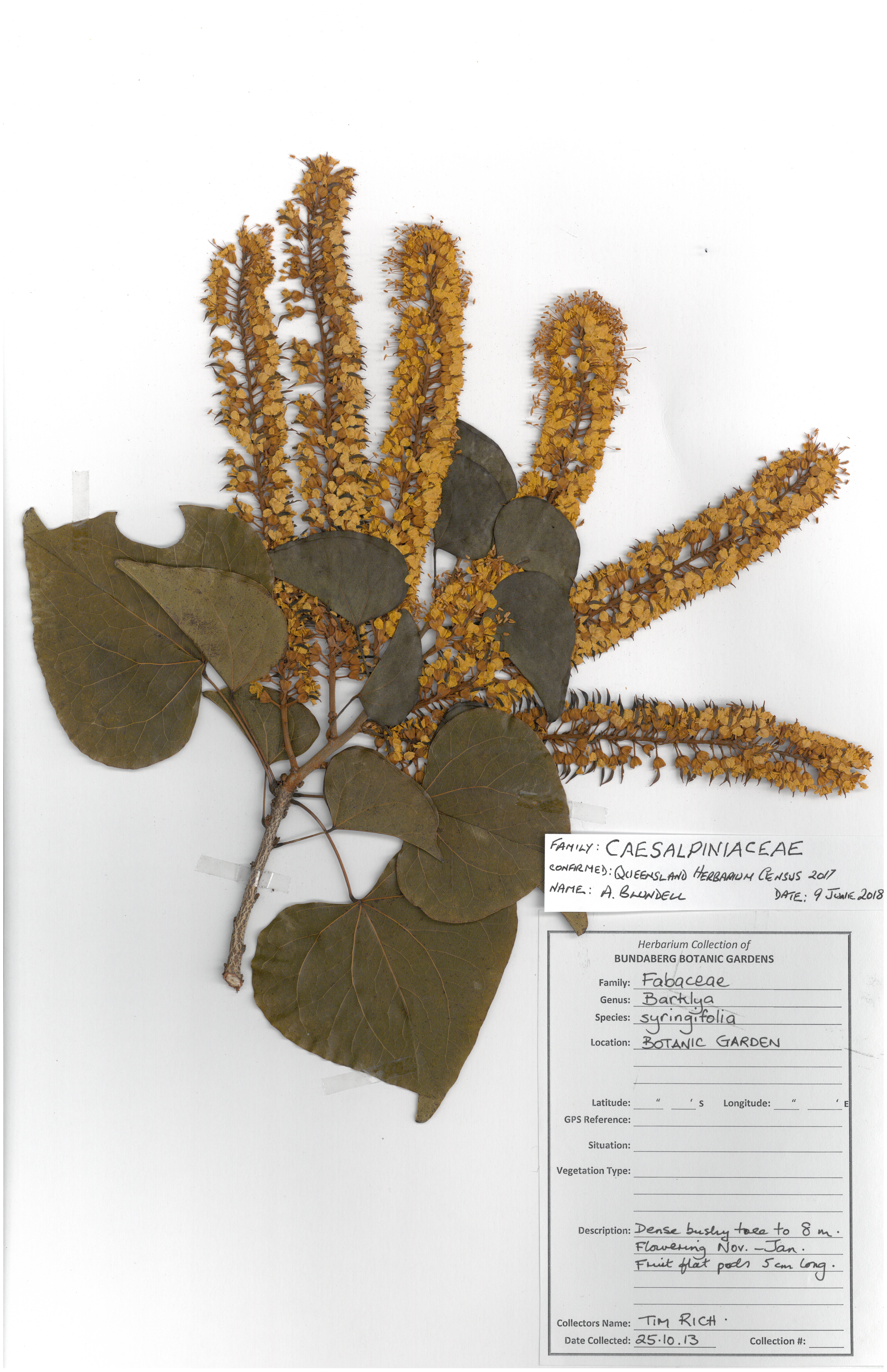 Caesalpiniaceae barklya syringifolia