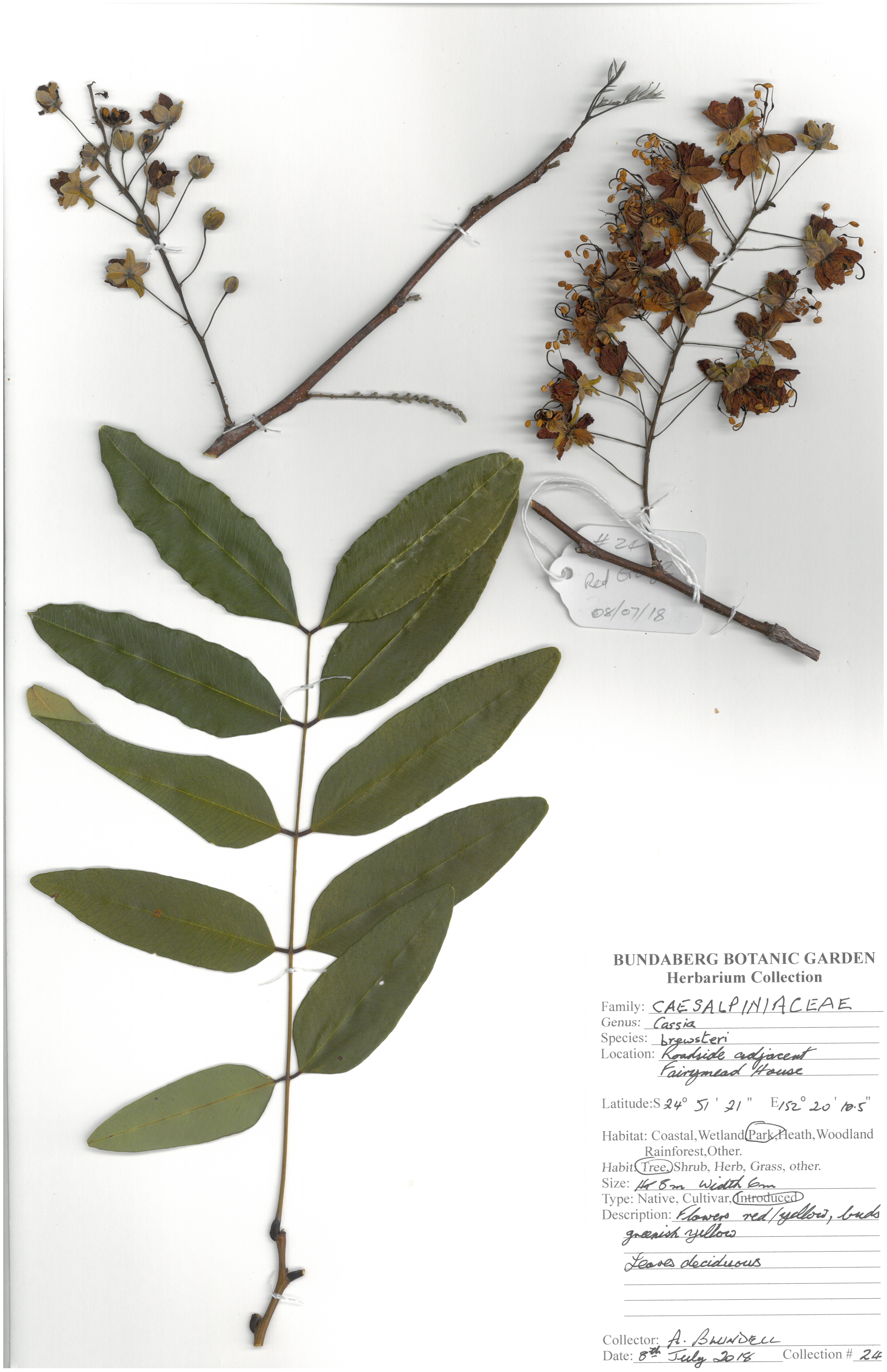 Caesalpiniaceae cassia brewsteri 2