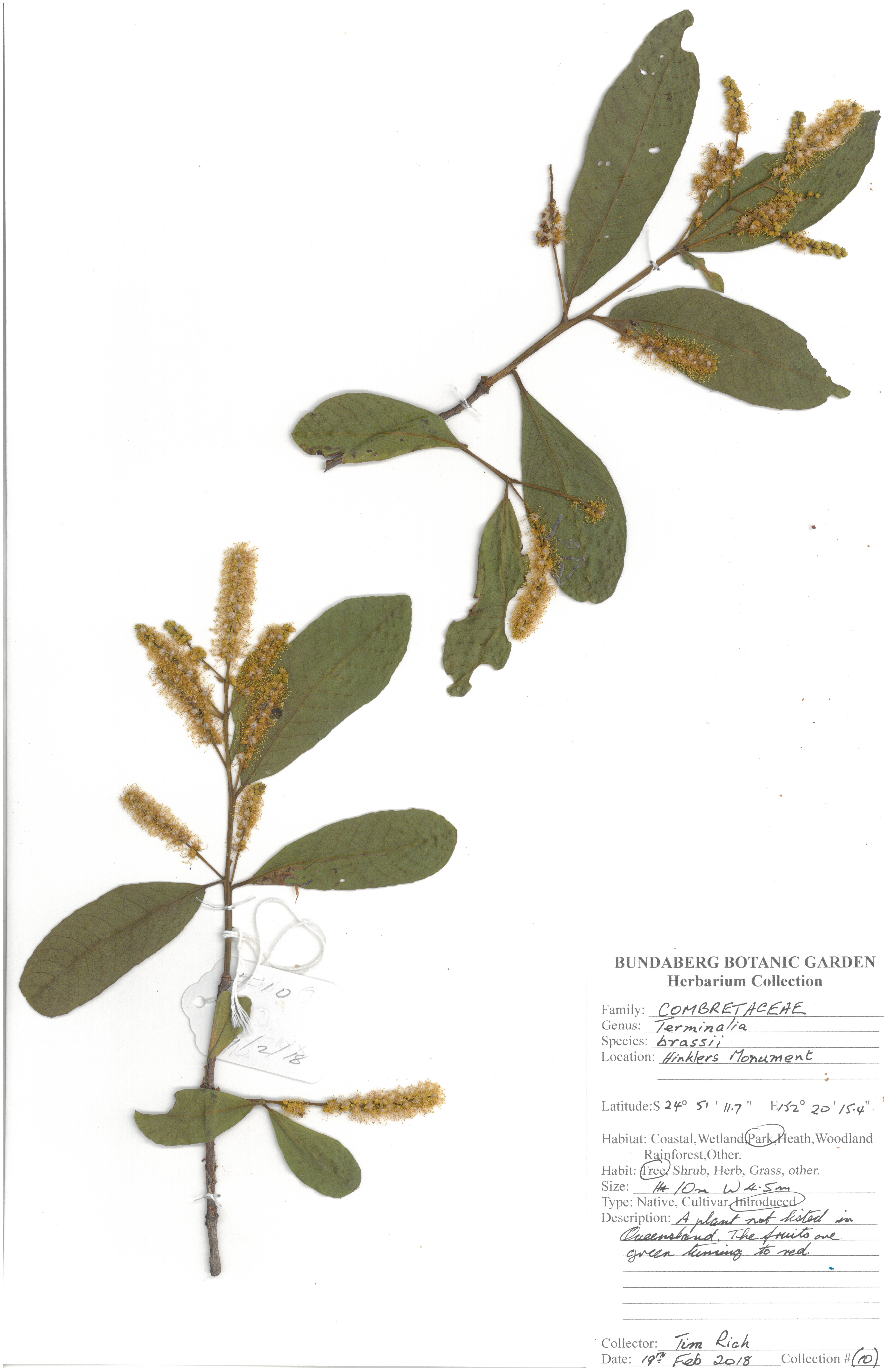 Combretaceae terminalia brassii