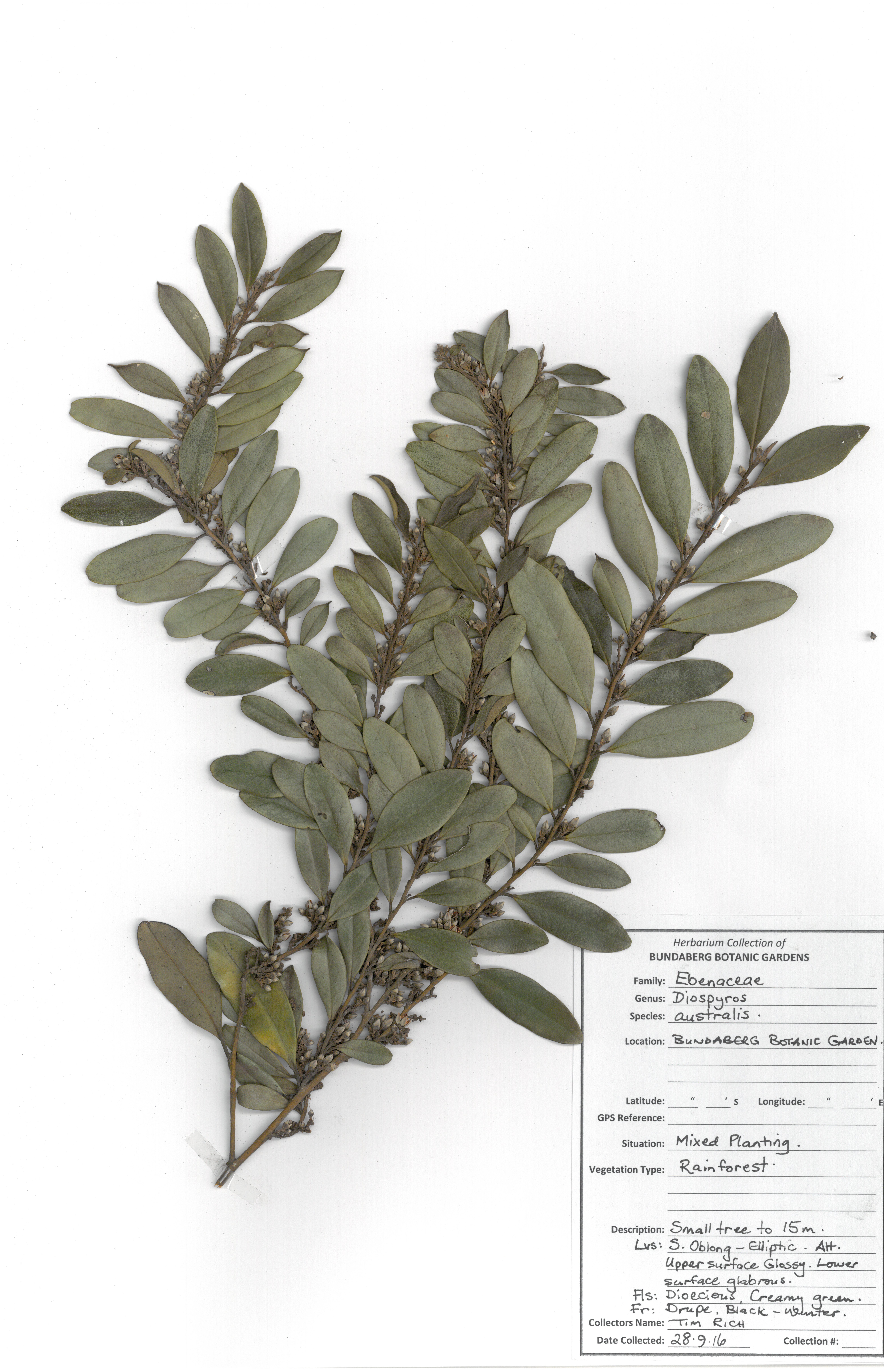 Ebenaceae diospyros australis