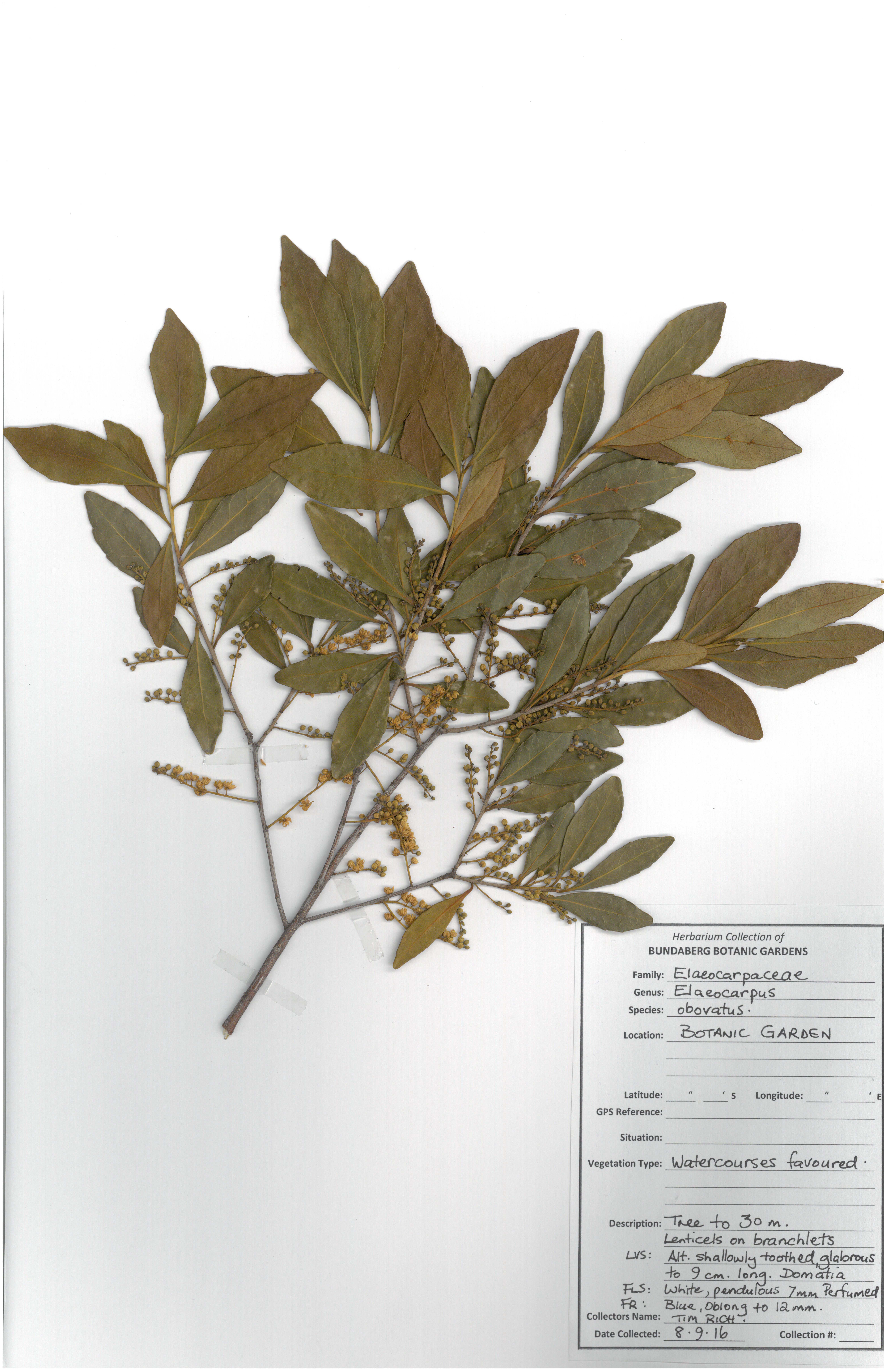 Elaeocarpaceae elaeocarpus obovatus 08 09 16