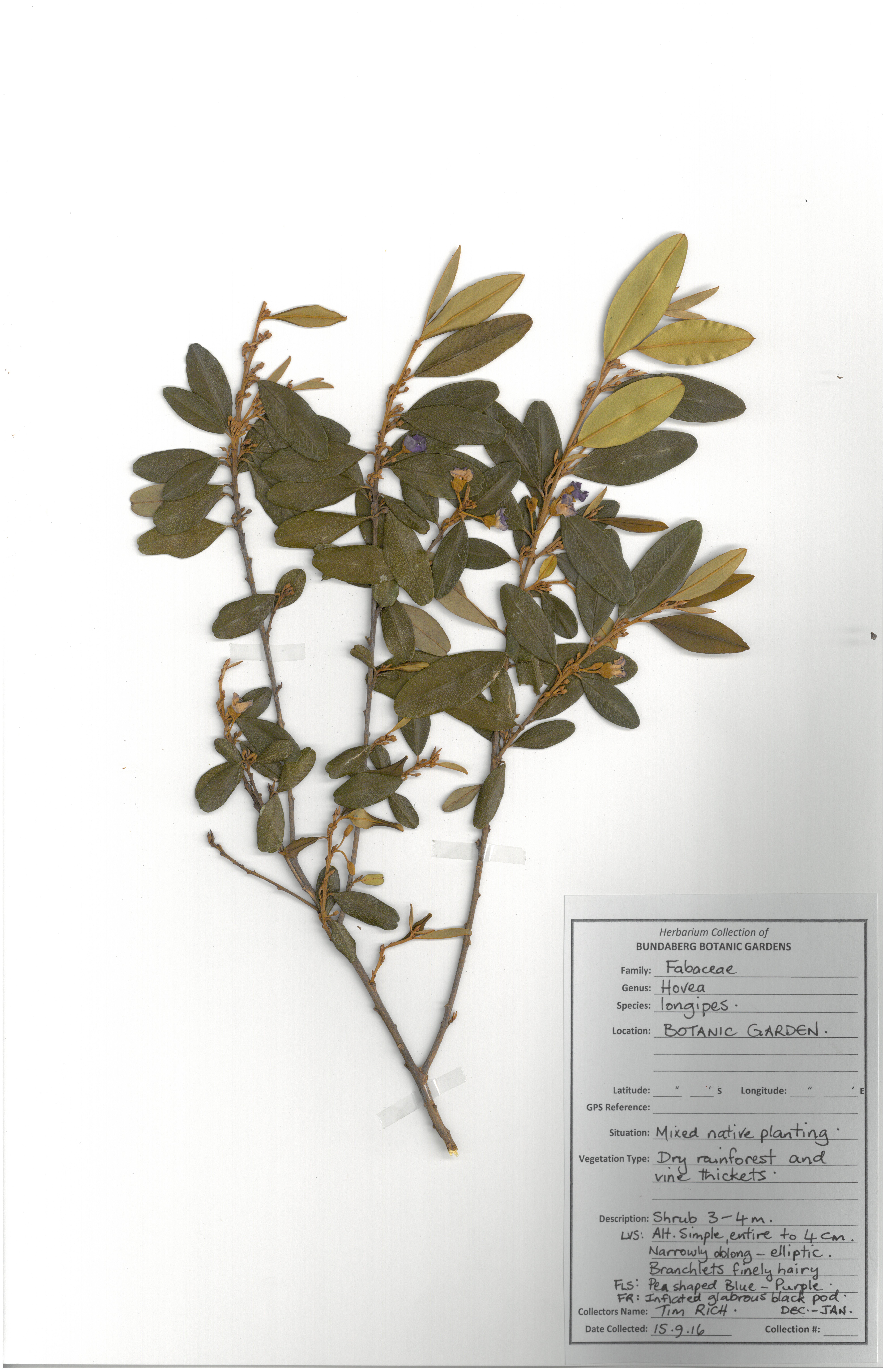 Fabaceae hovea longipes