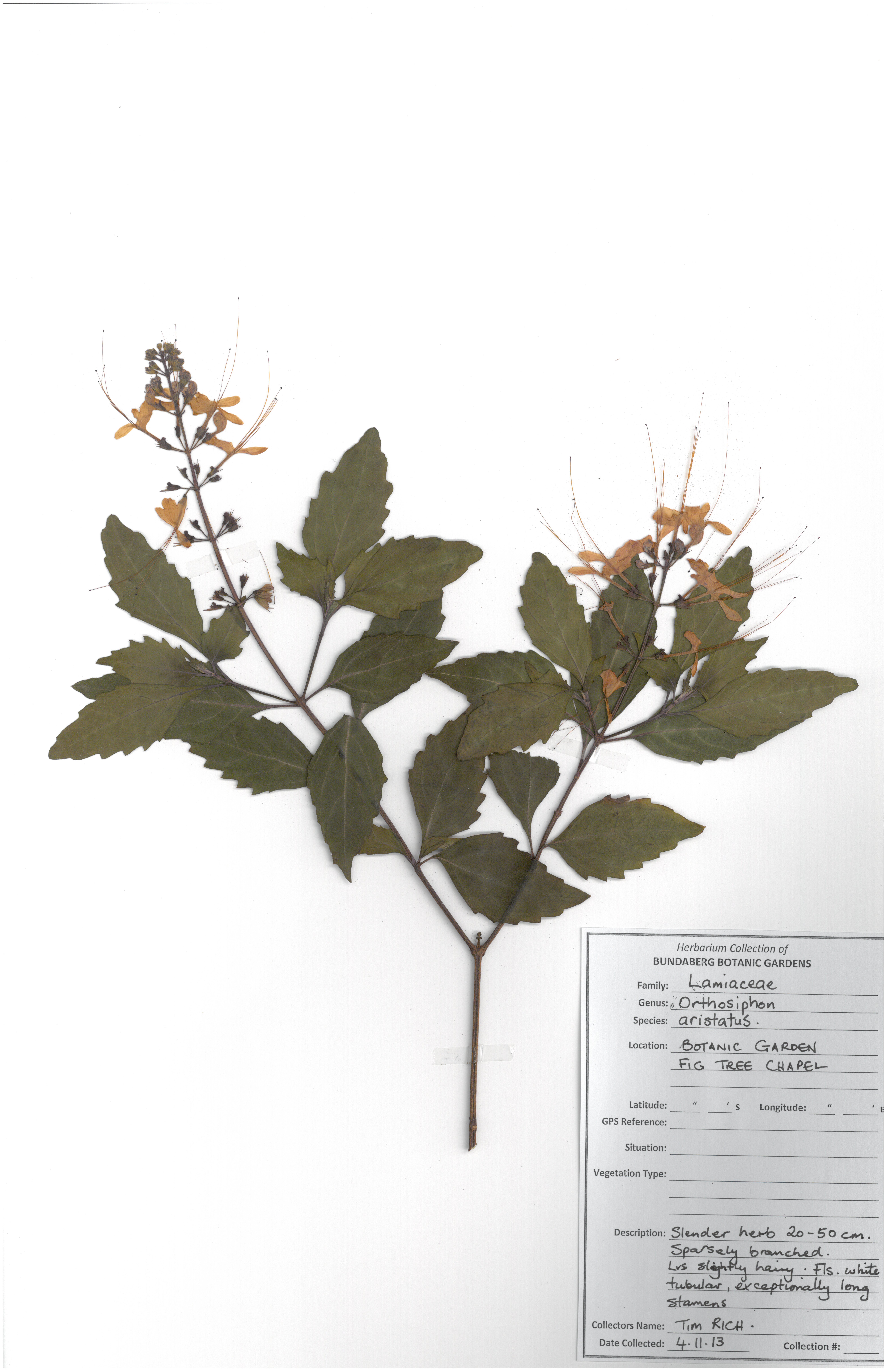 Lamiaceae orthosiphon aristatus