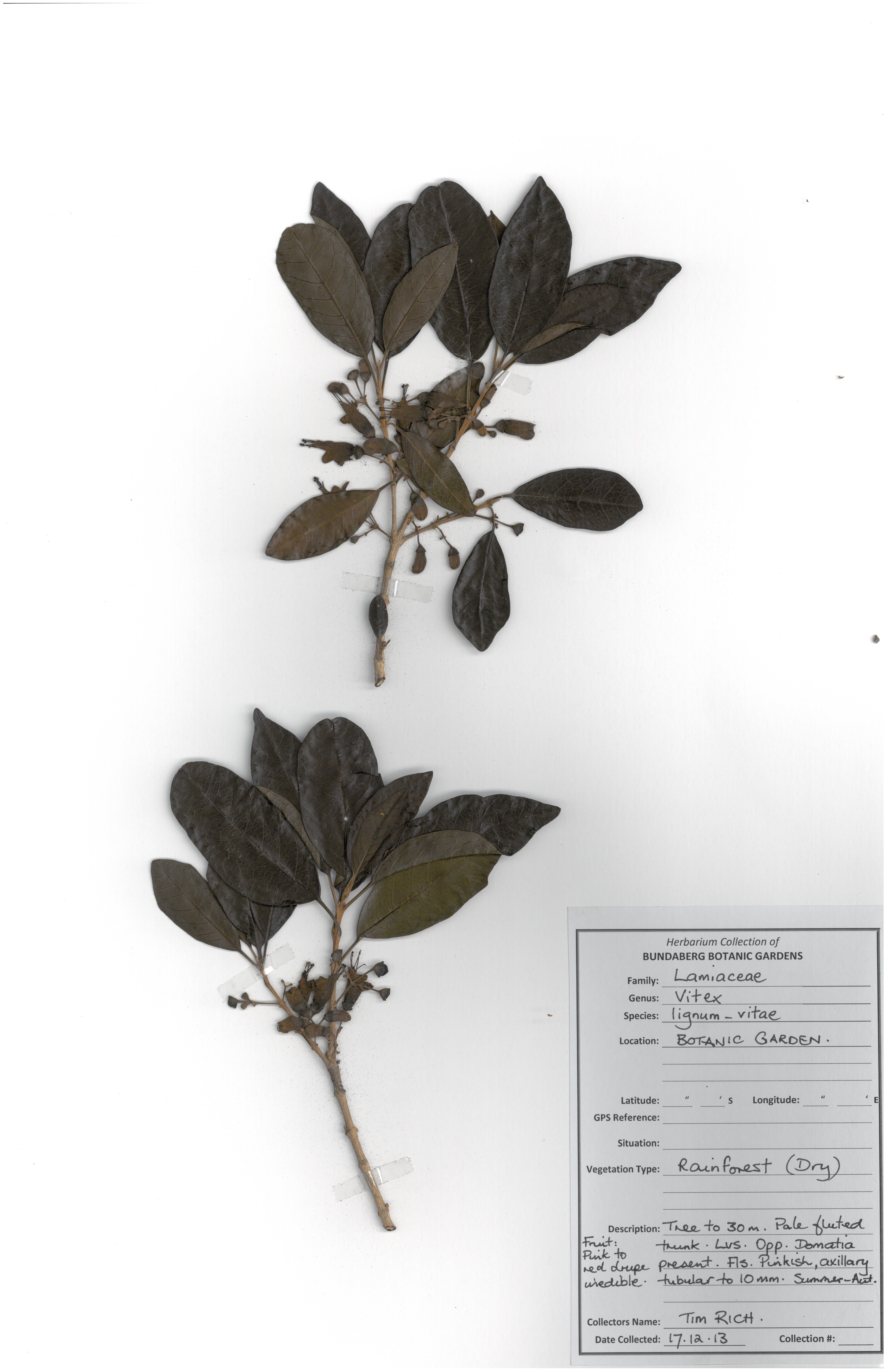 Lamiaceae vitex lignum vitae