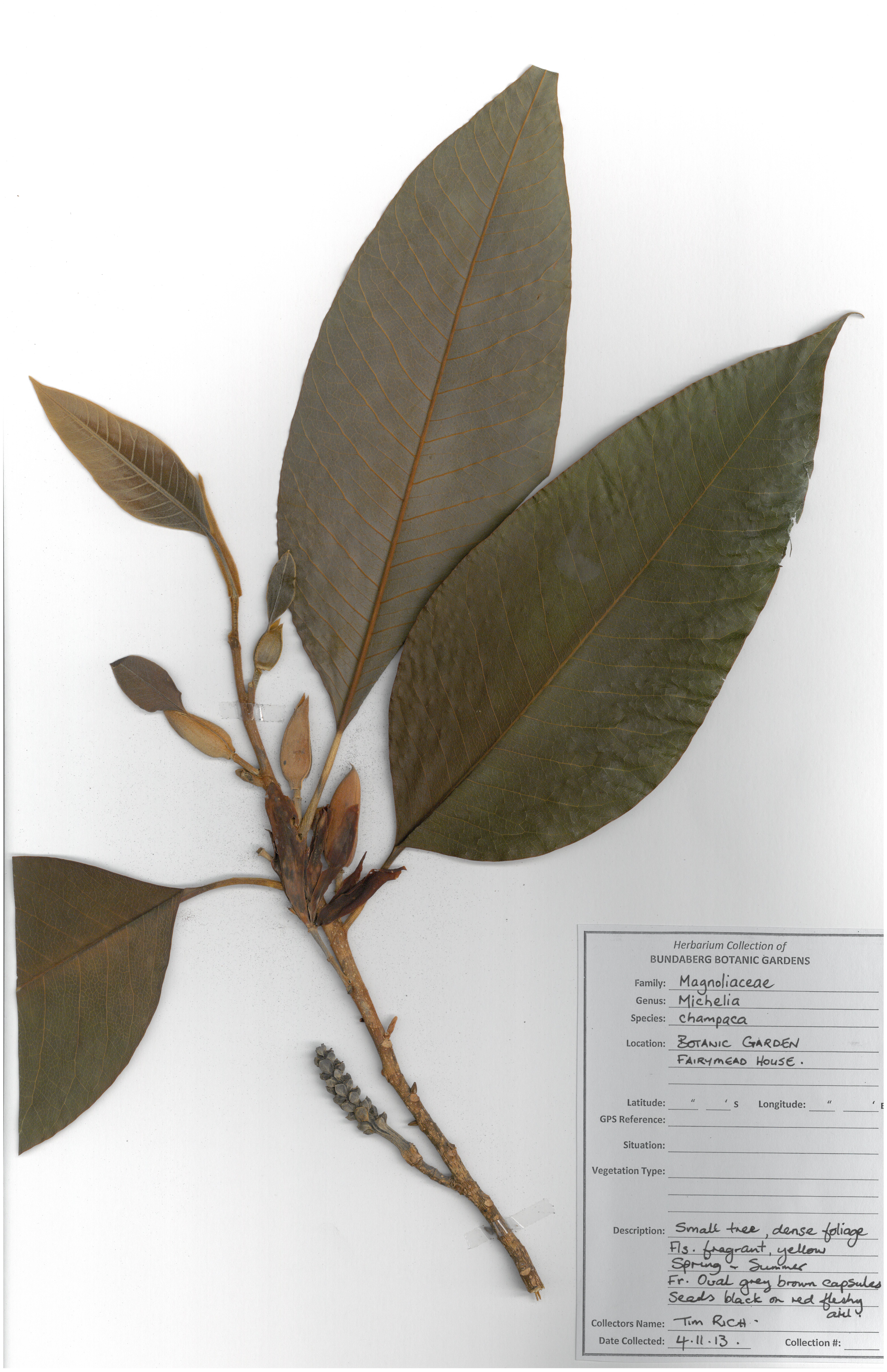 Magnoliaceae michelia champaca
