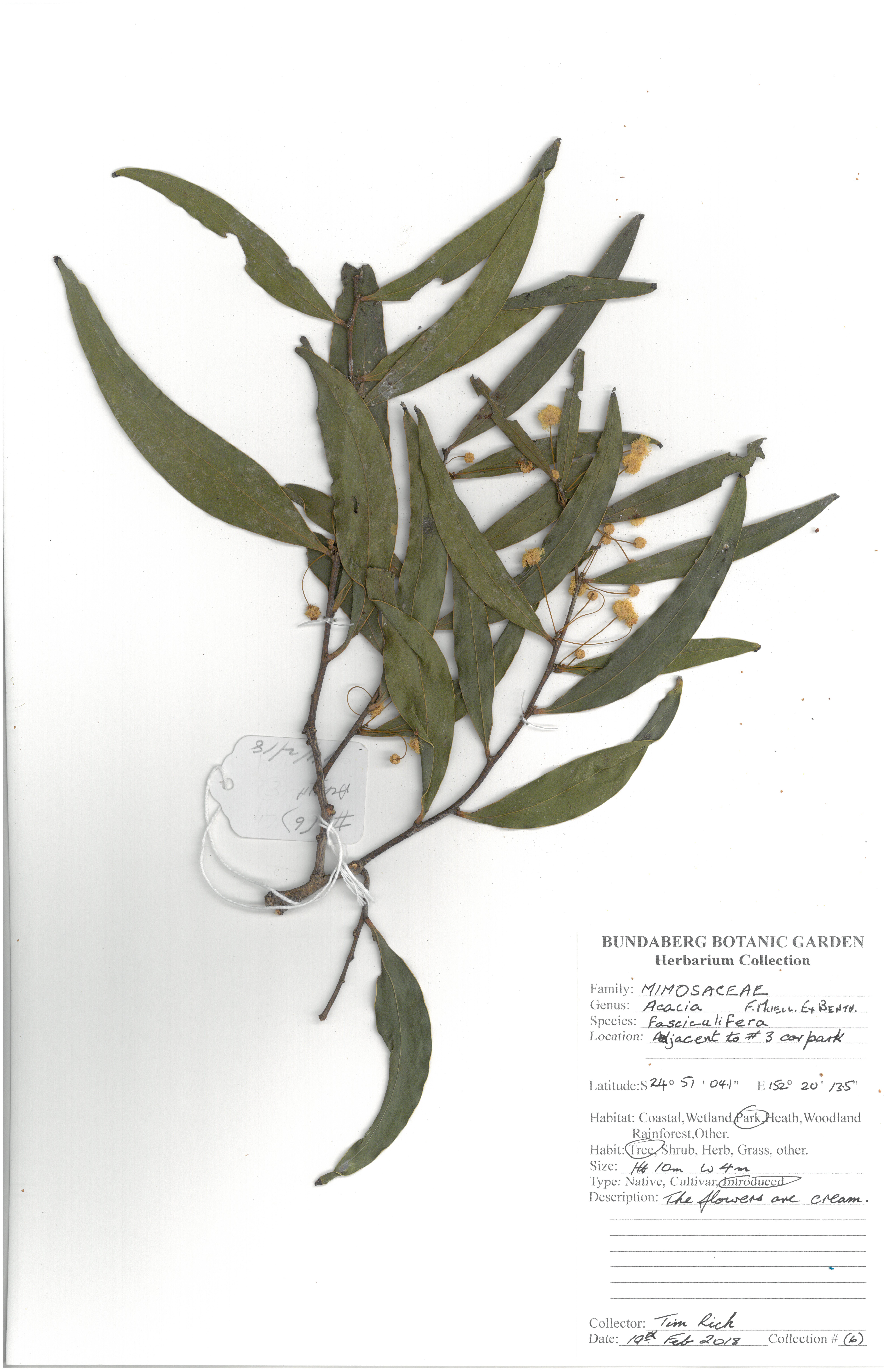 Mimosaceae acacia fasciculifera