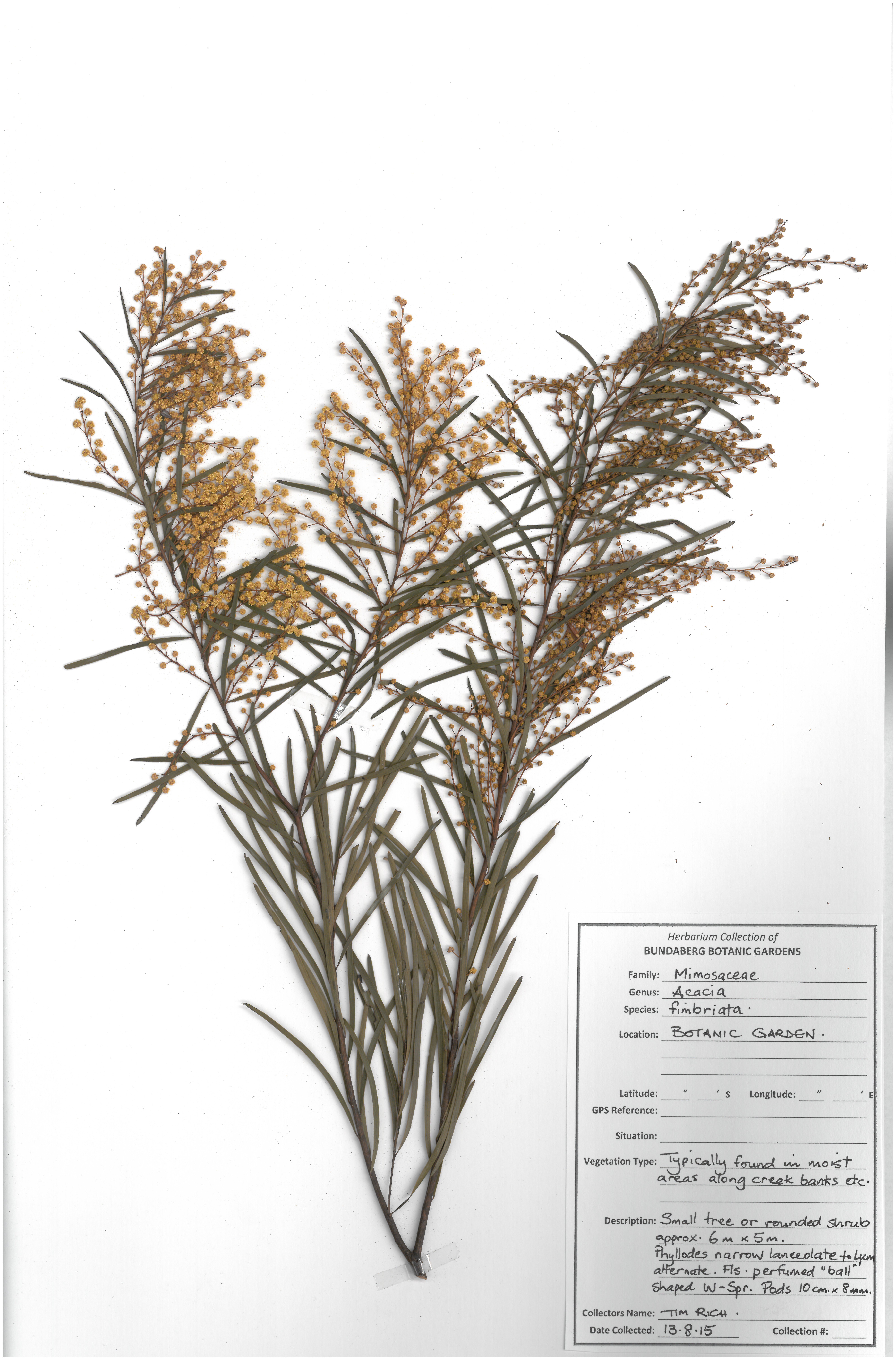 Mimosaceae acacia fimbriata