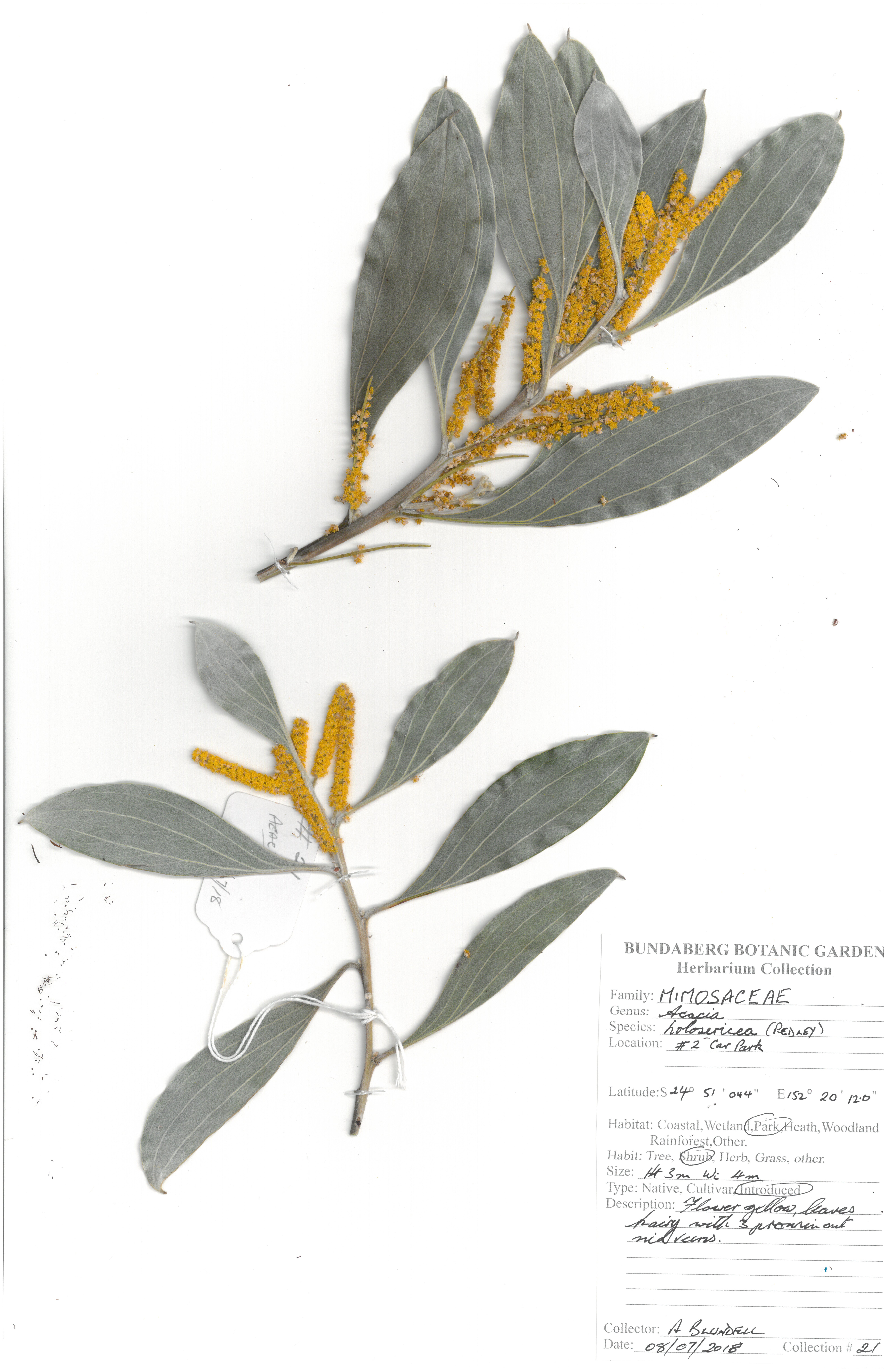 Mimosaceae acacia holosericea pedley