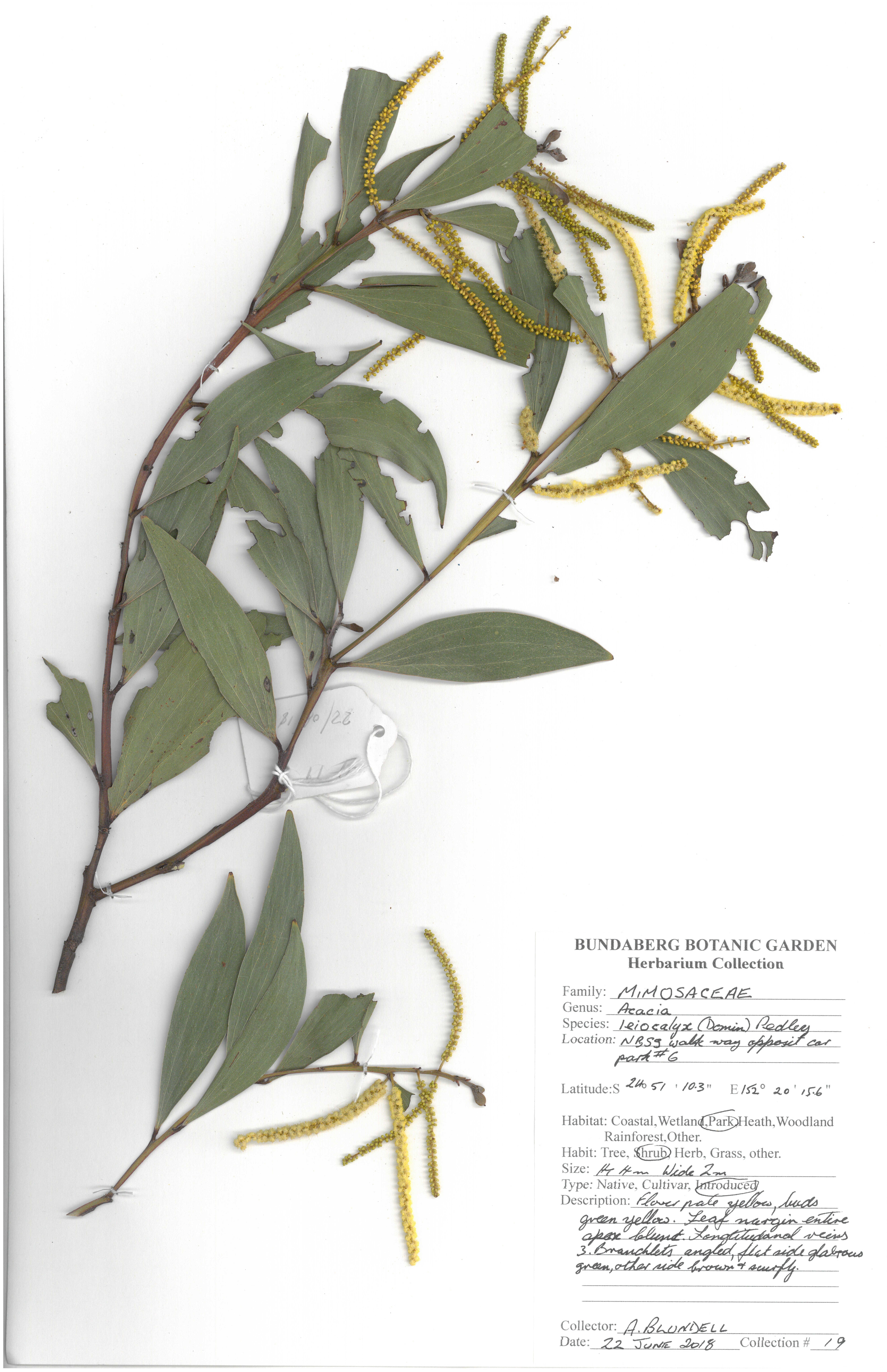 Mimosaceae acacia leiocalyx