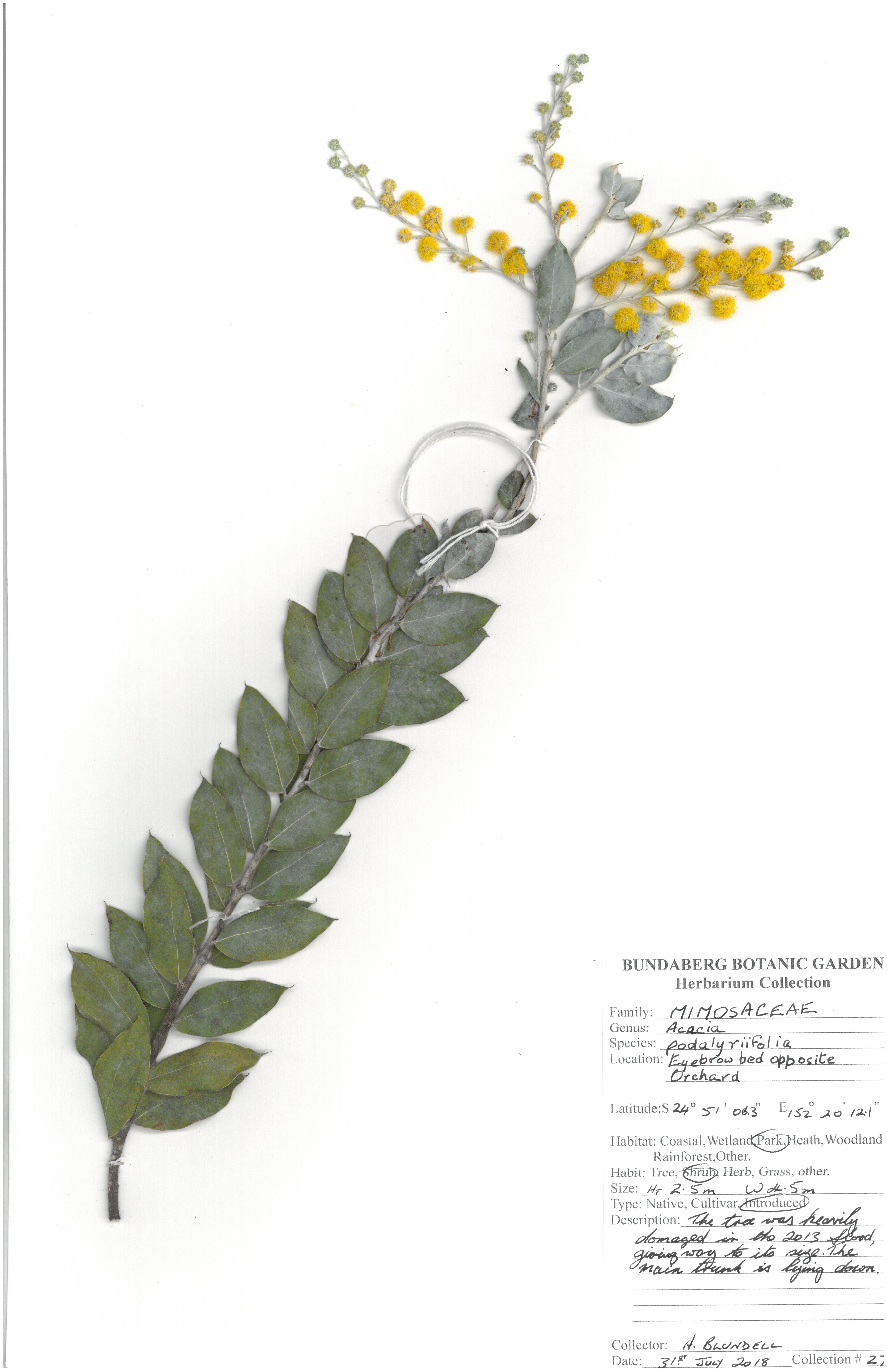 Mimosaceae acacia podalyriifolia