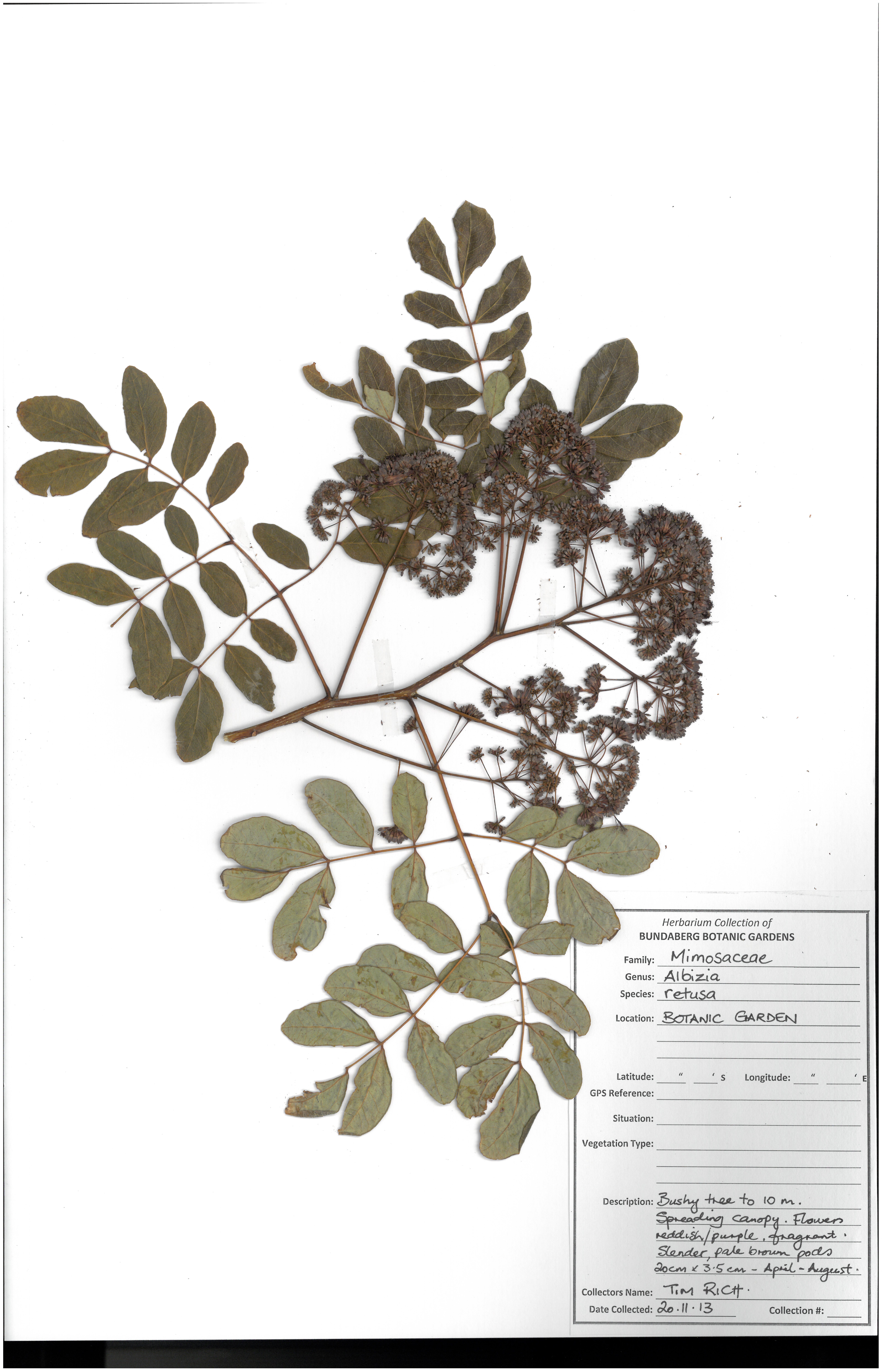 Mimosaceae albizia retusa