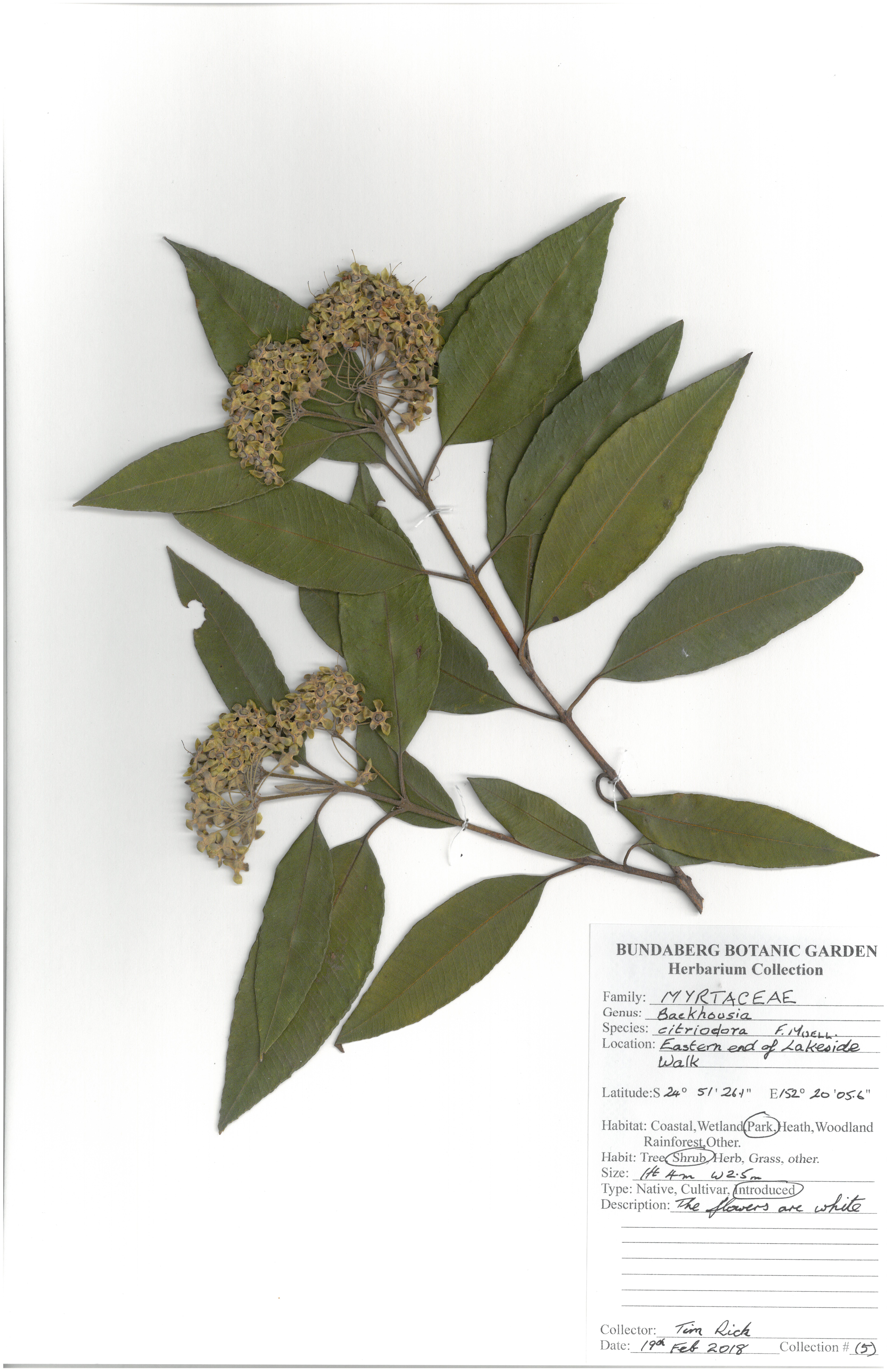 Myrtaceae backhousia citridora