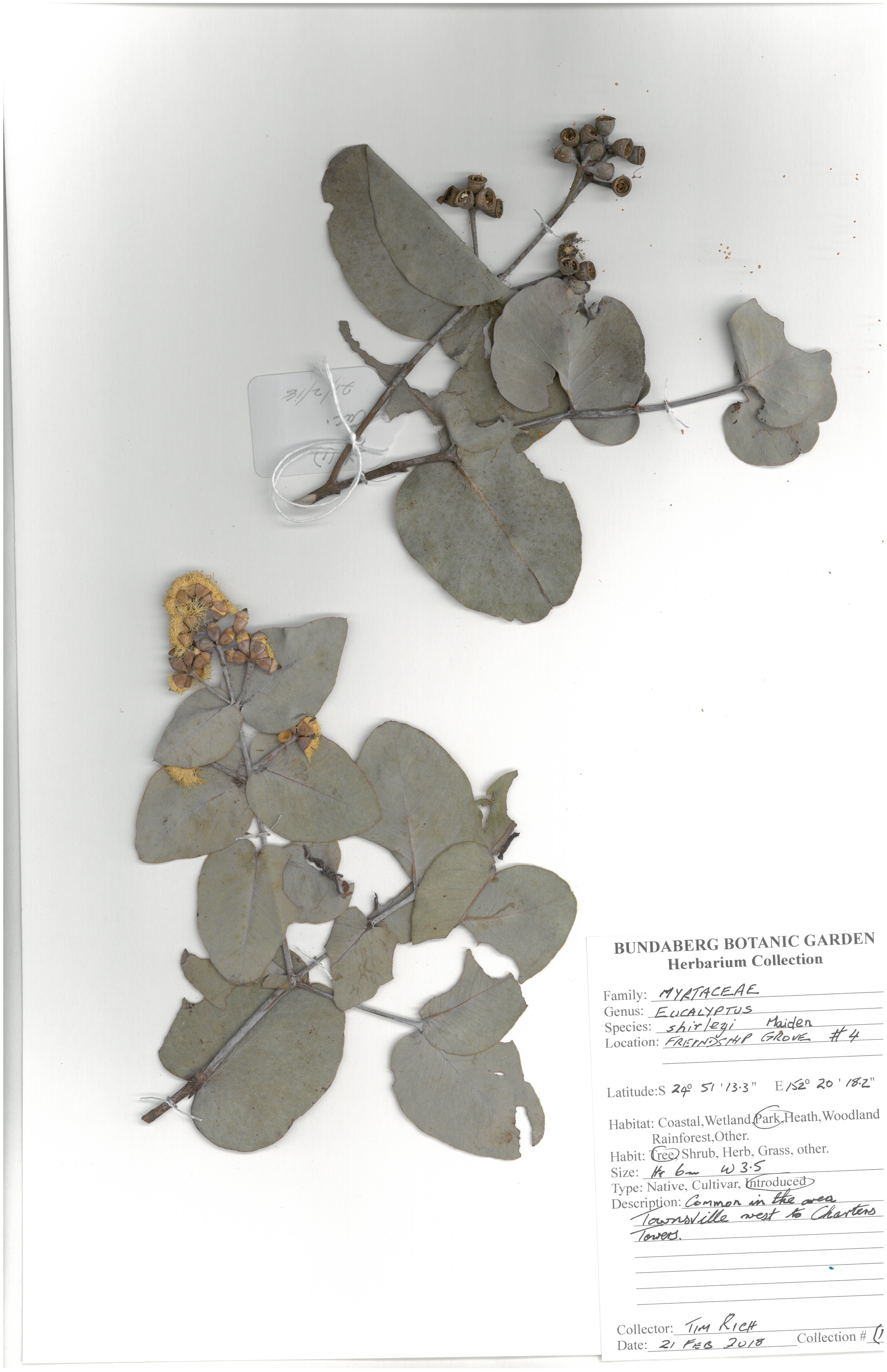 Myrtaceae eucalyptus shirleyi