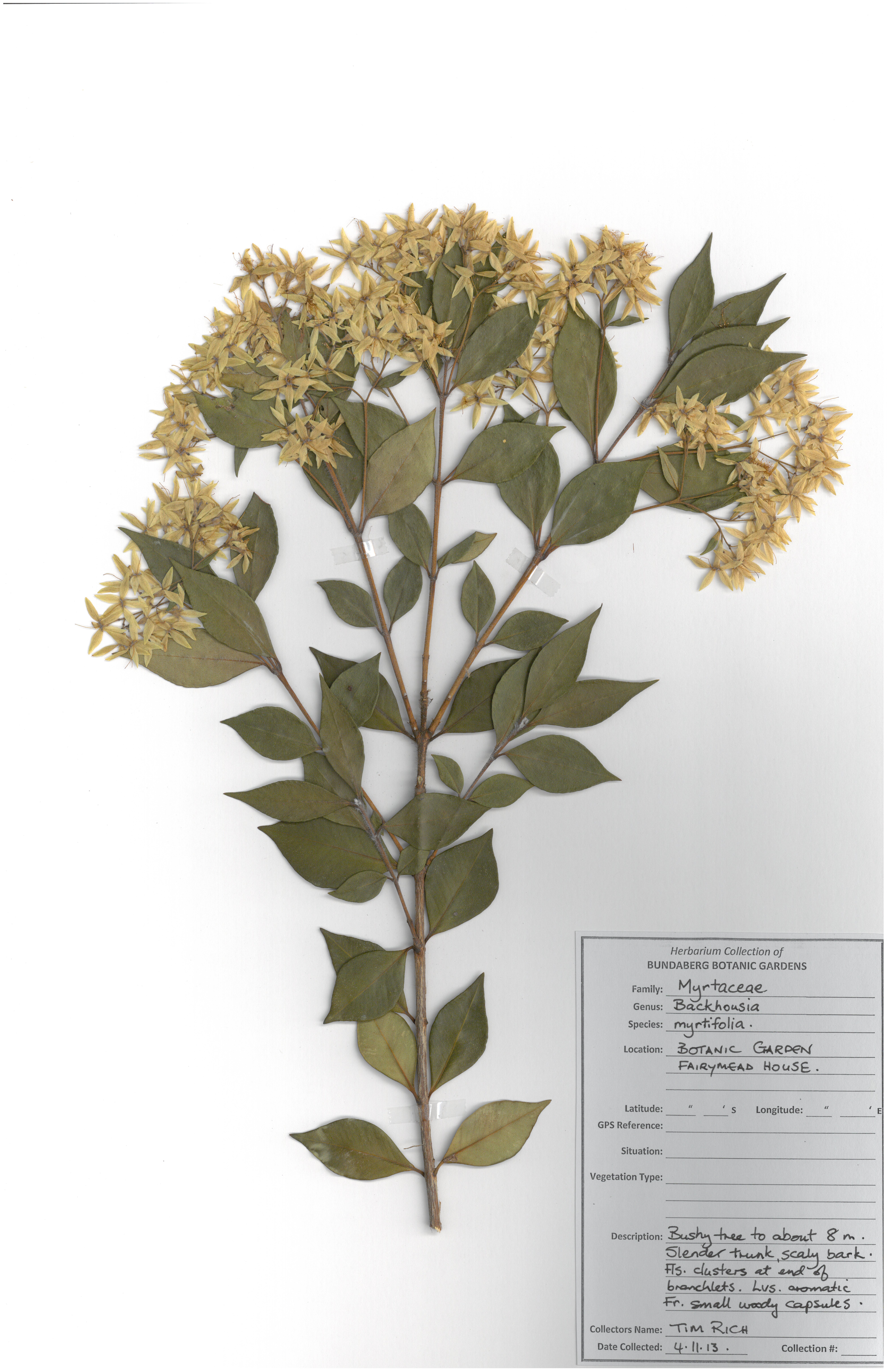 Myrtaceae backhousia mytifolia
