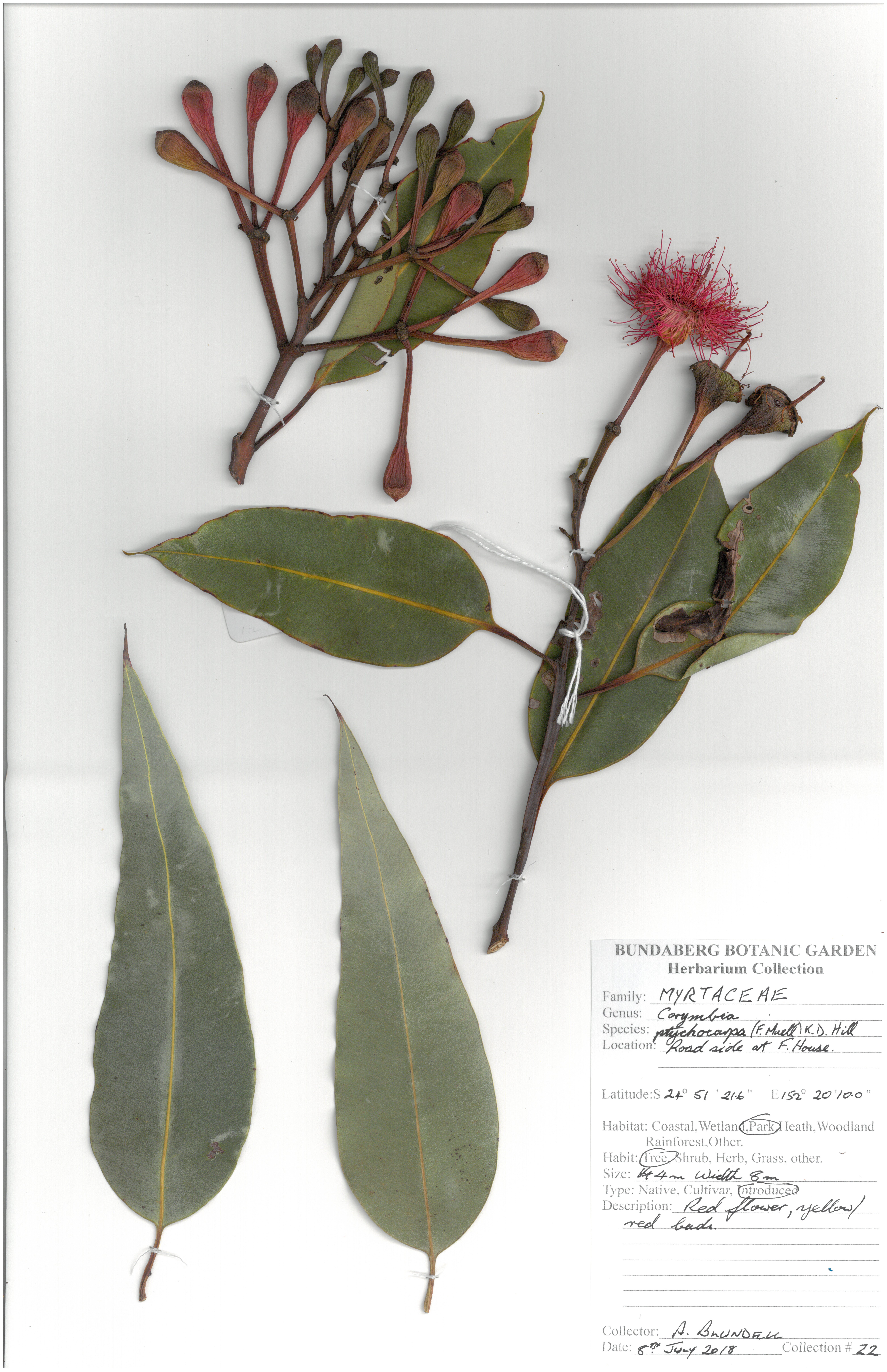 Myrtaceae corymbia ptychocarpa