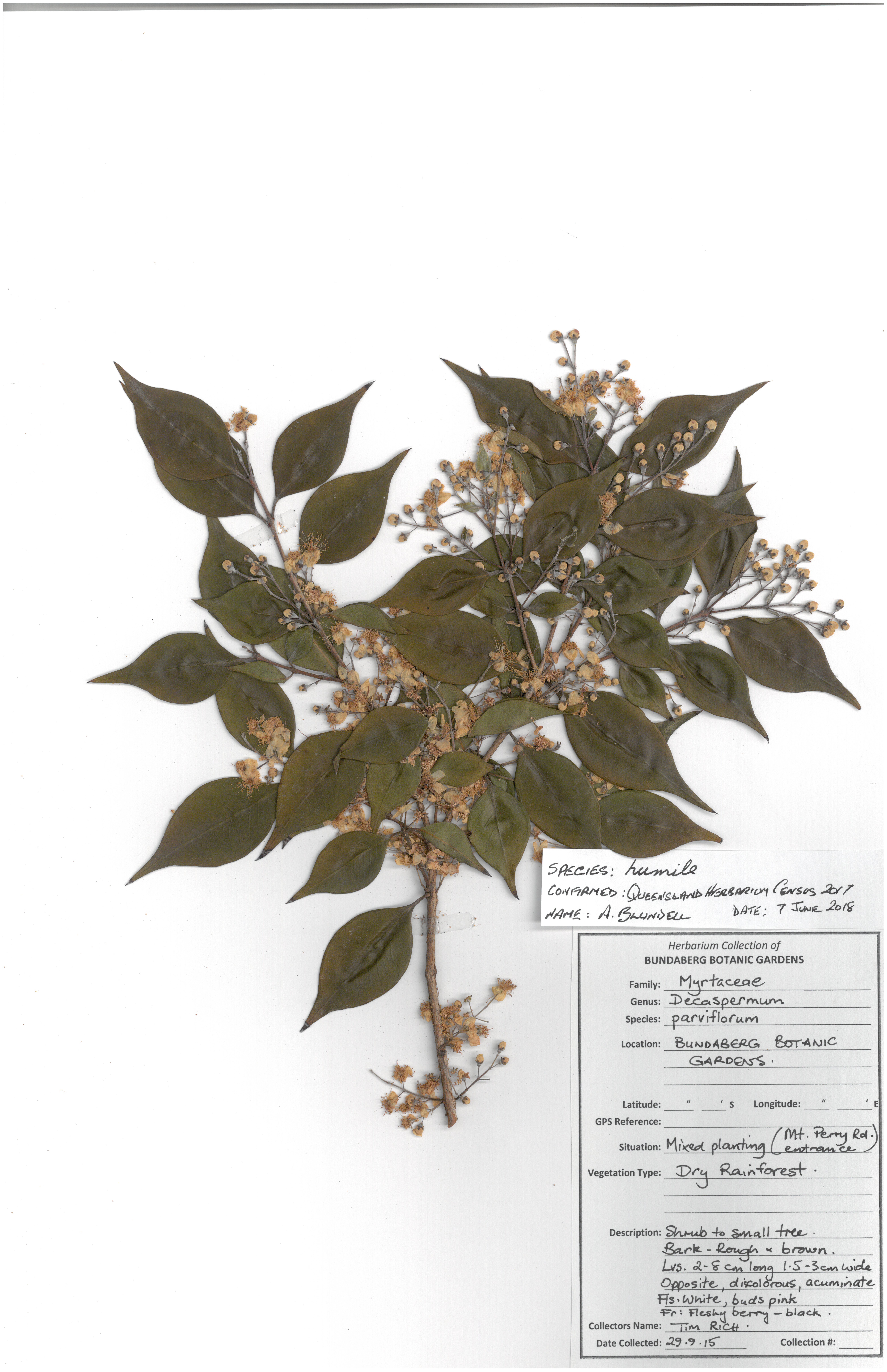 Myrtaceae decaspermum humile