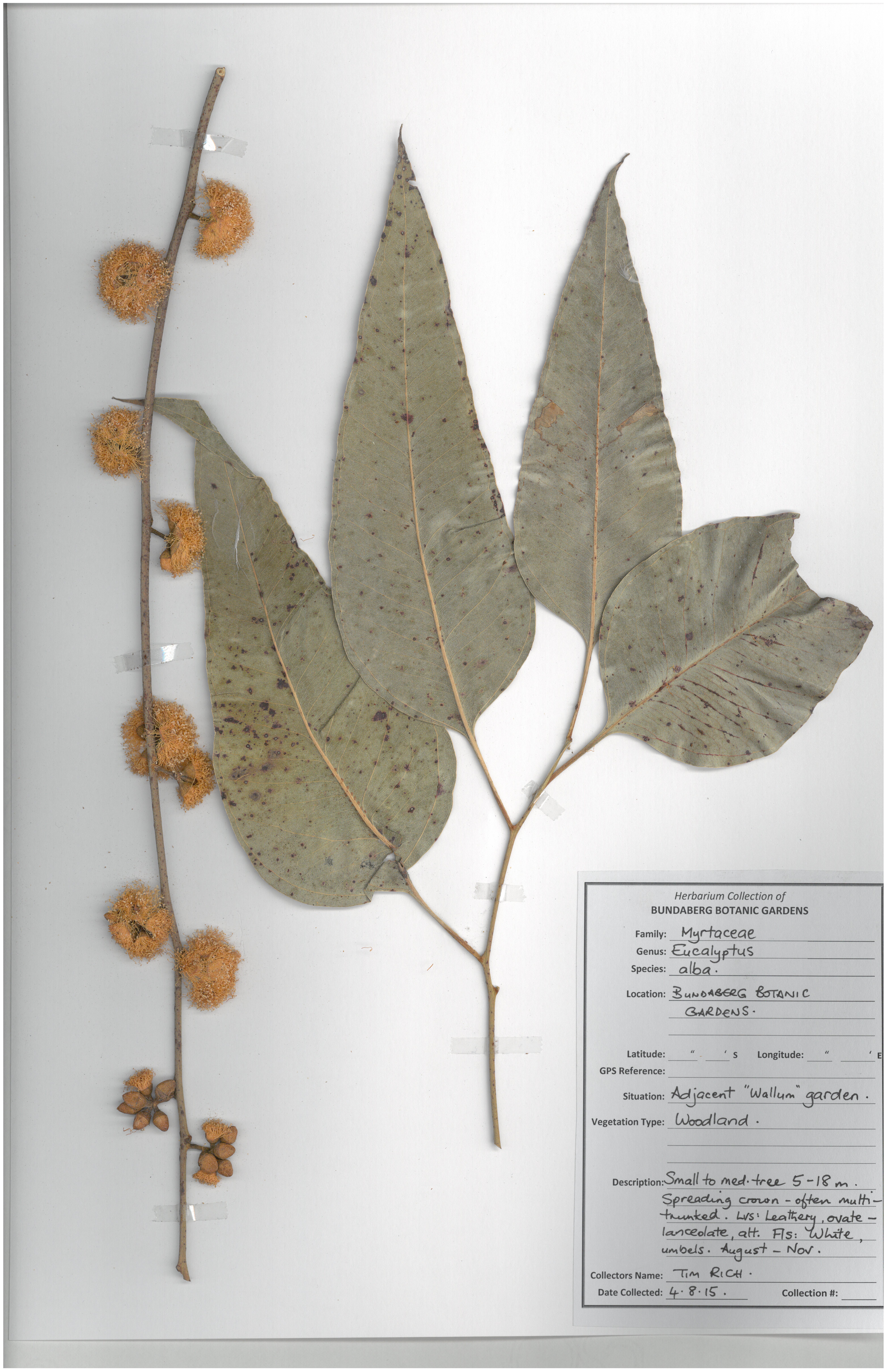 Myrtaceae eucalyptus alba 1