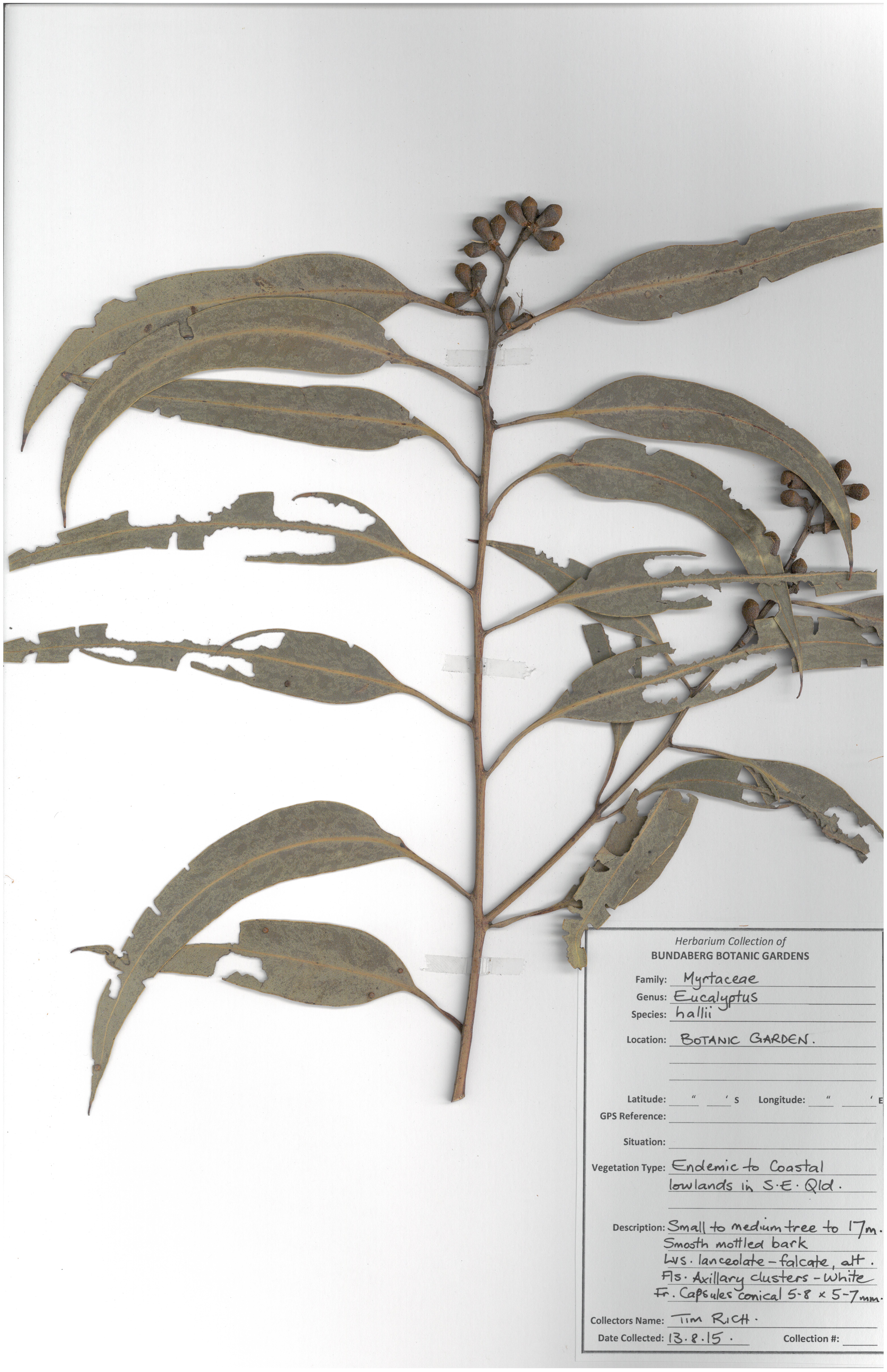 Myrtaceae eucalyptus hallii