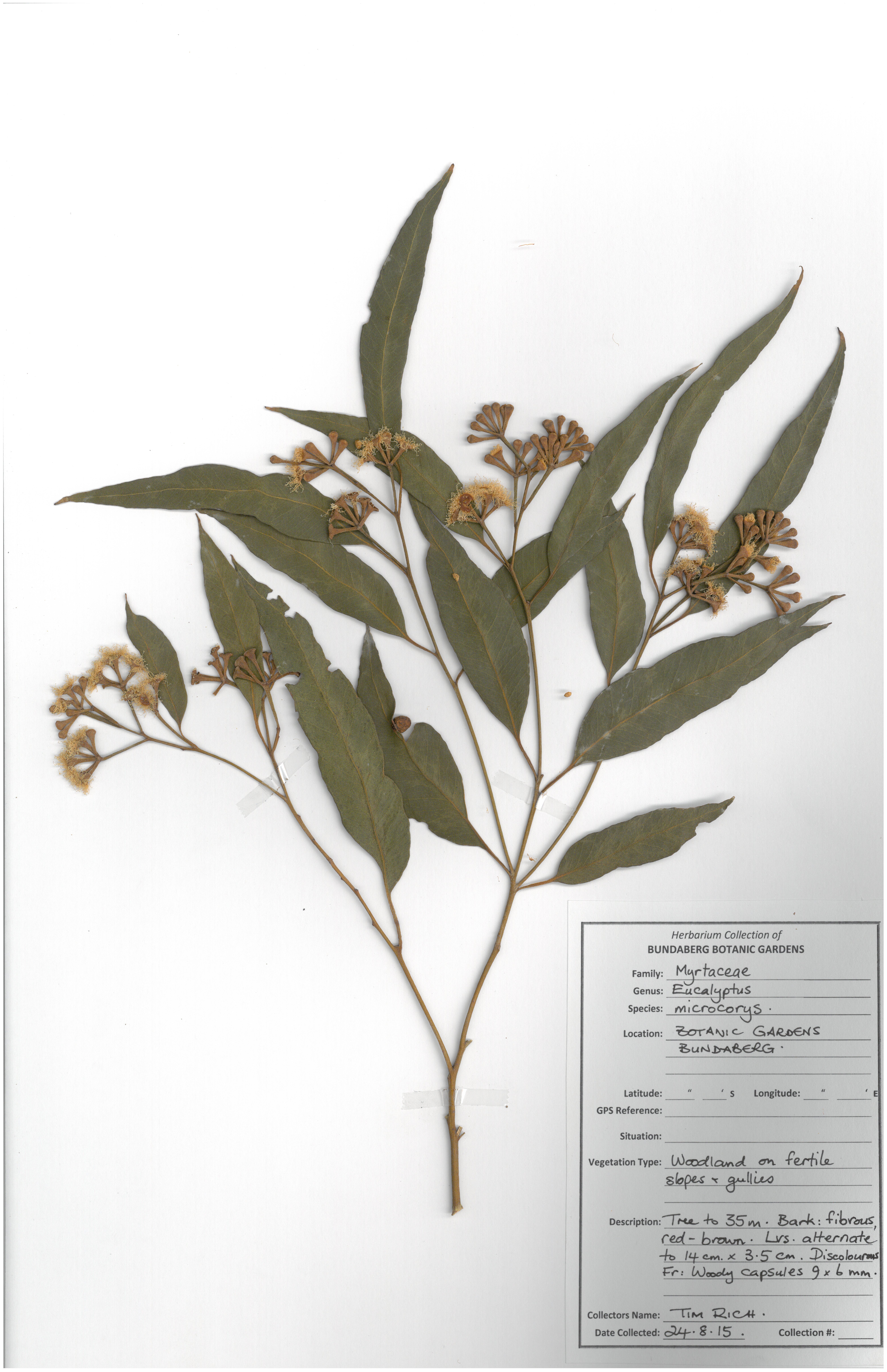 Myrtaceae eucalyptus microcorys