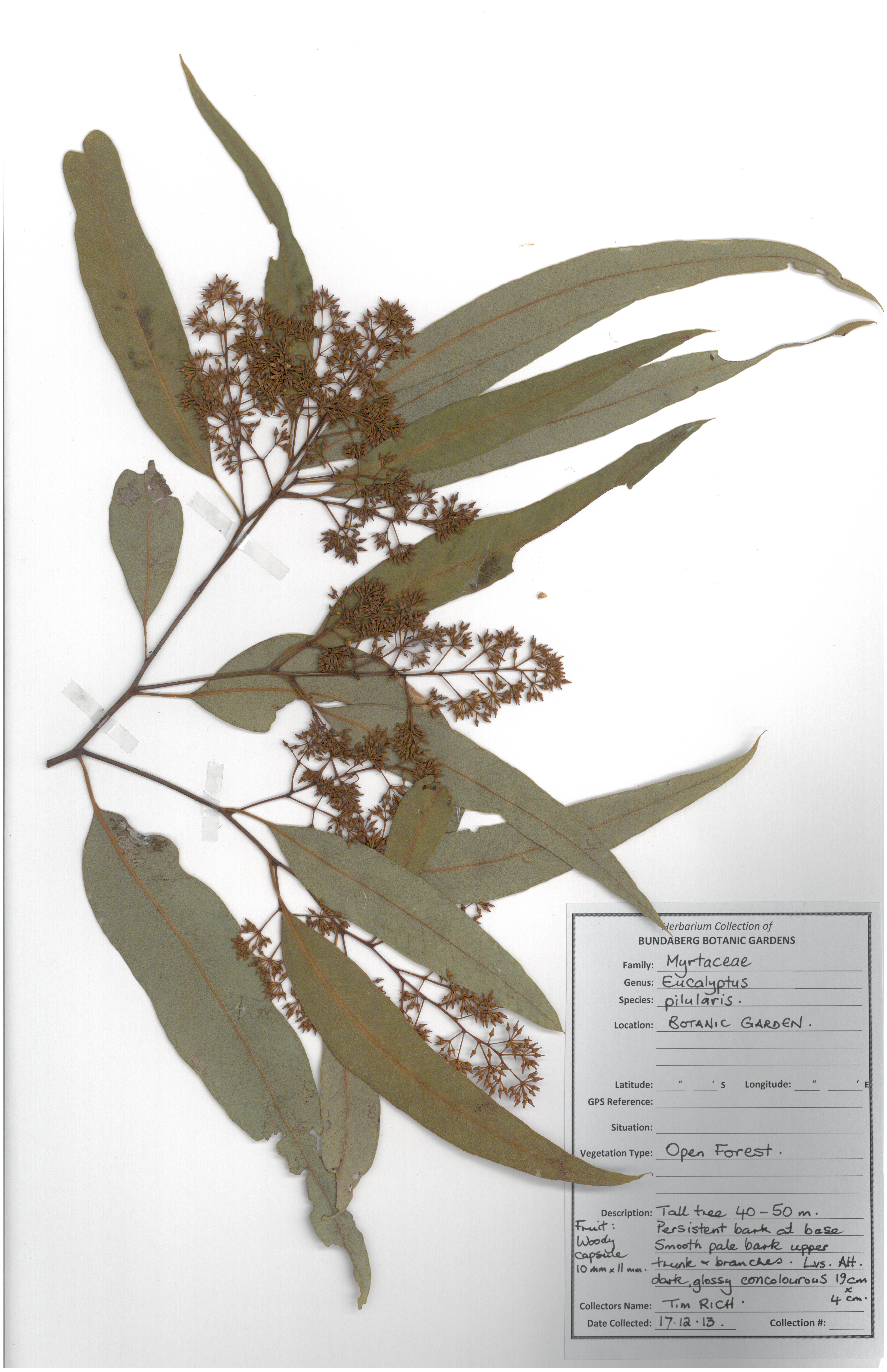 Myrtaceae eucalyptus pilularis