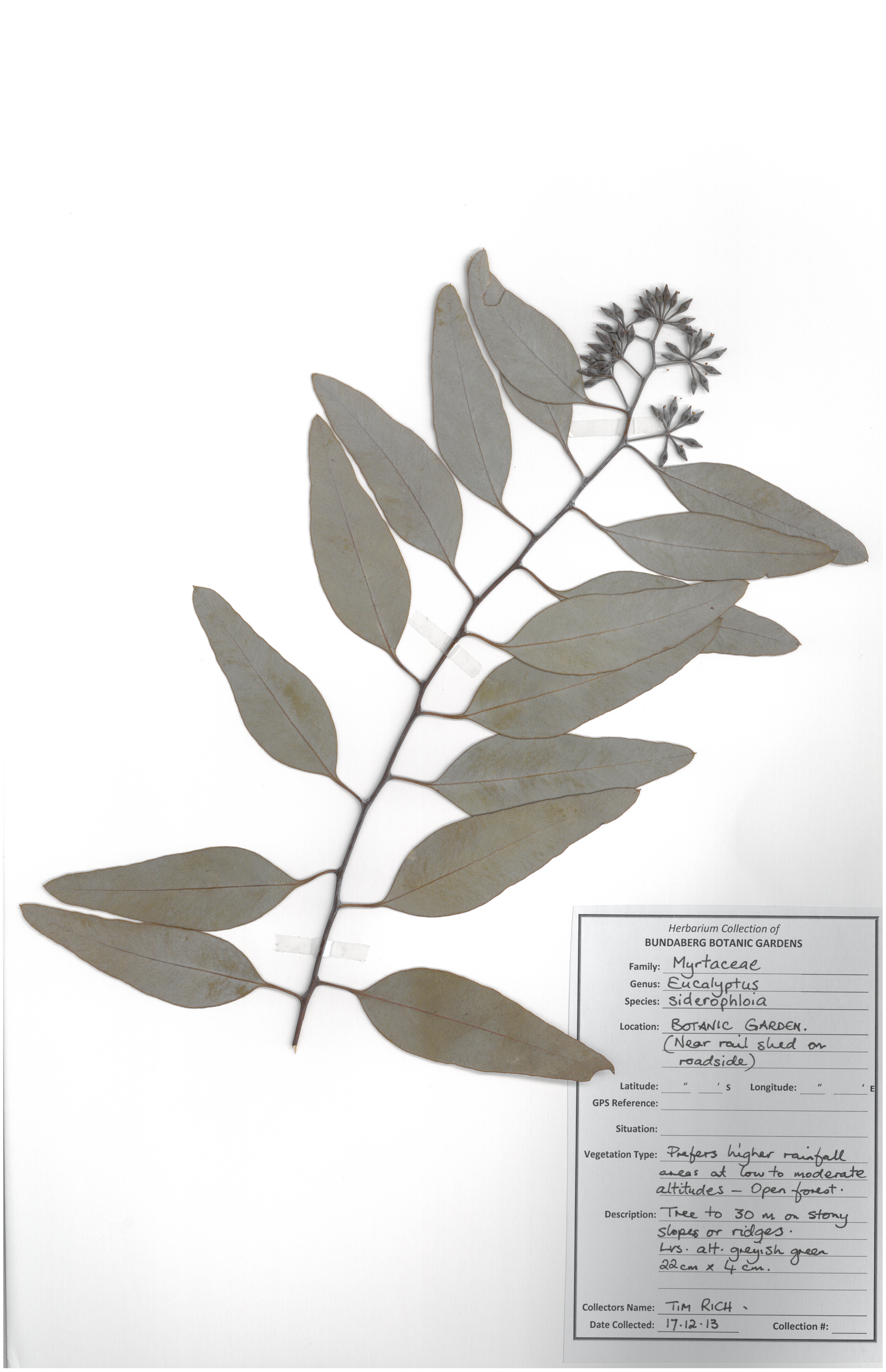 Myrtaceae eucalyptus siderophloia