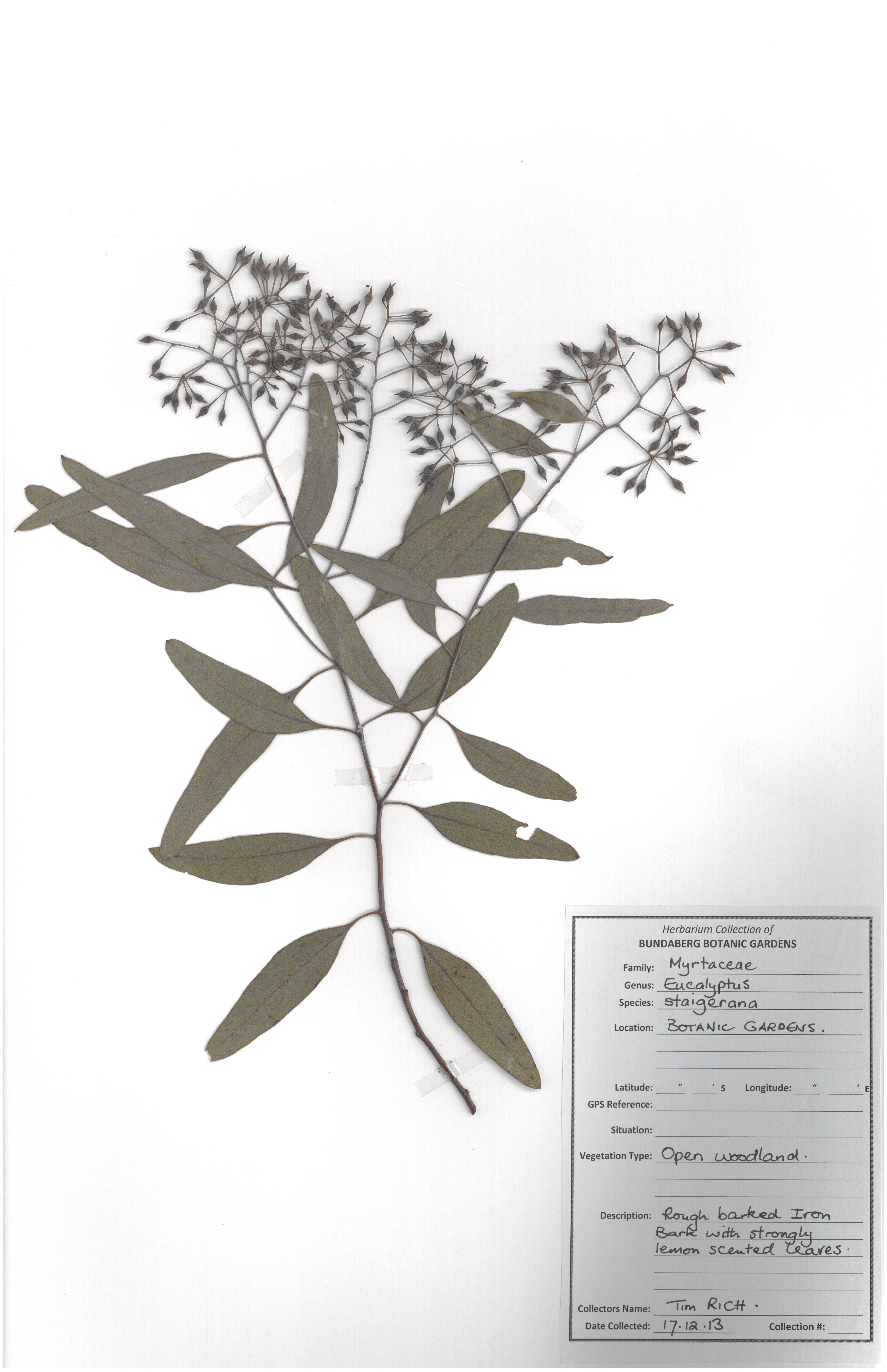 Myrtaceae eucalyptus staigerana