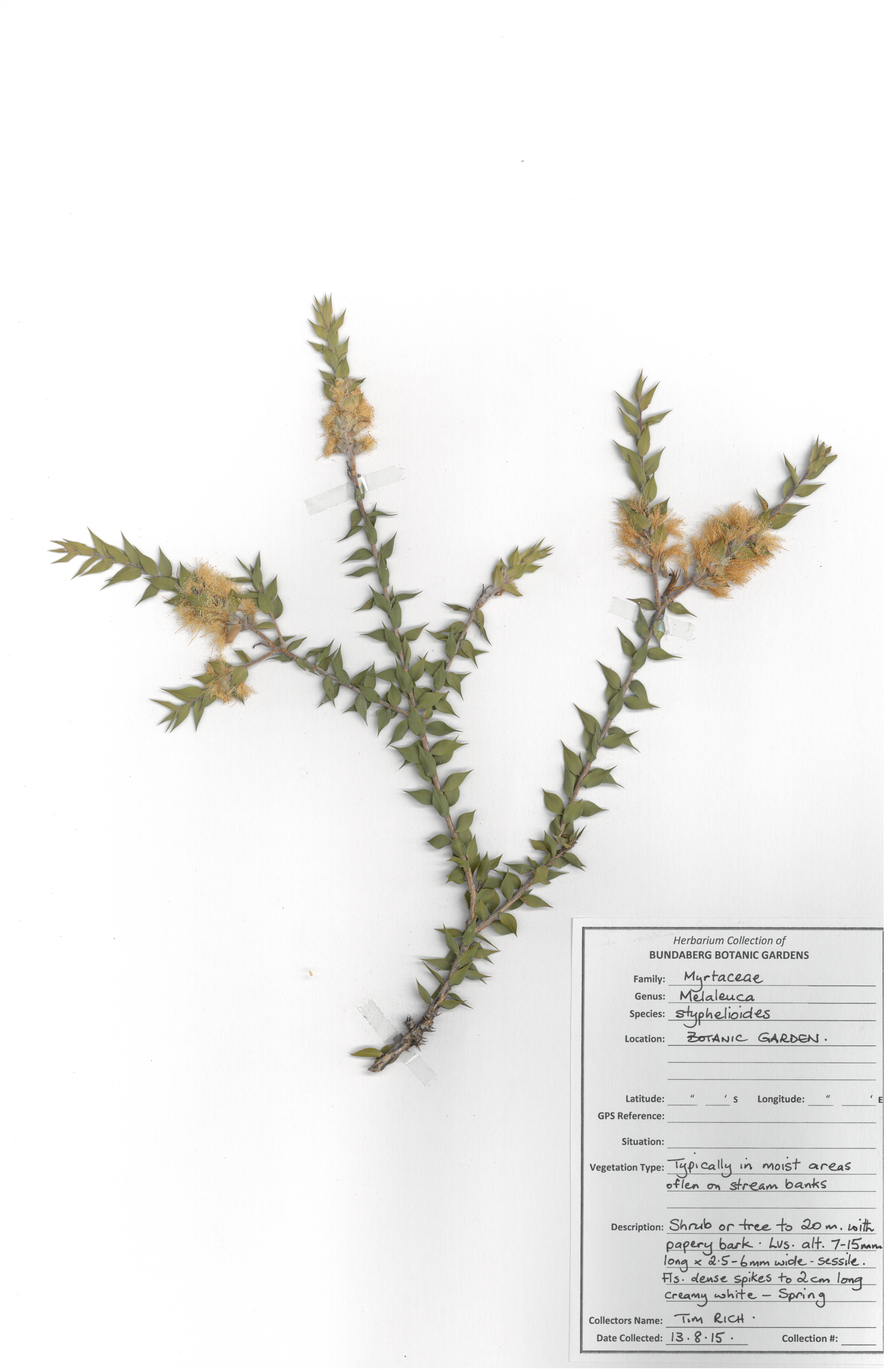 Myrtaceae melaleuca styphelioides