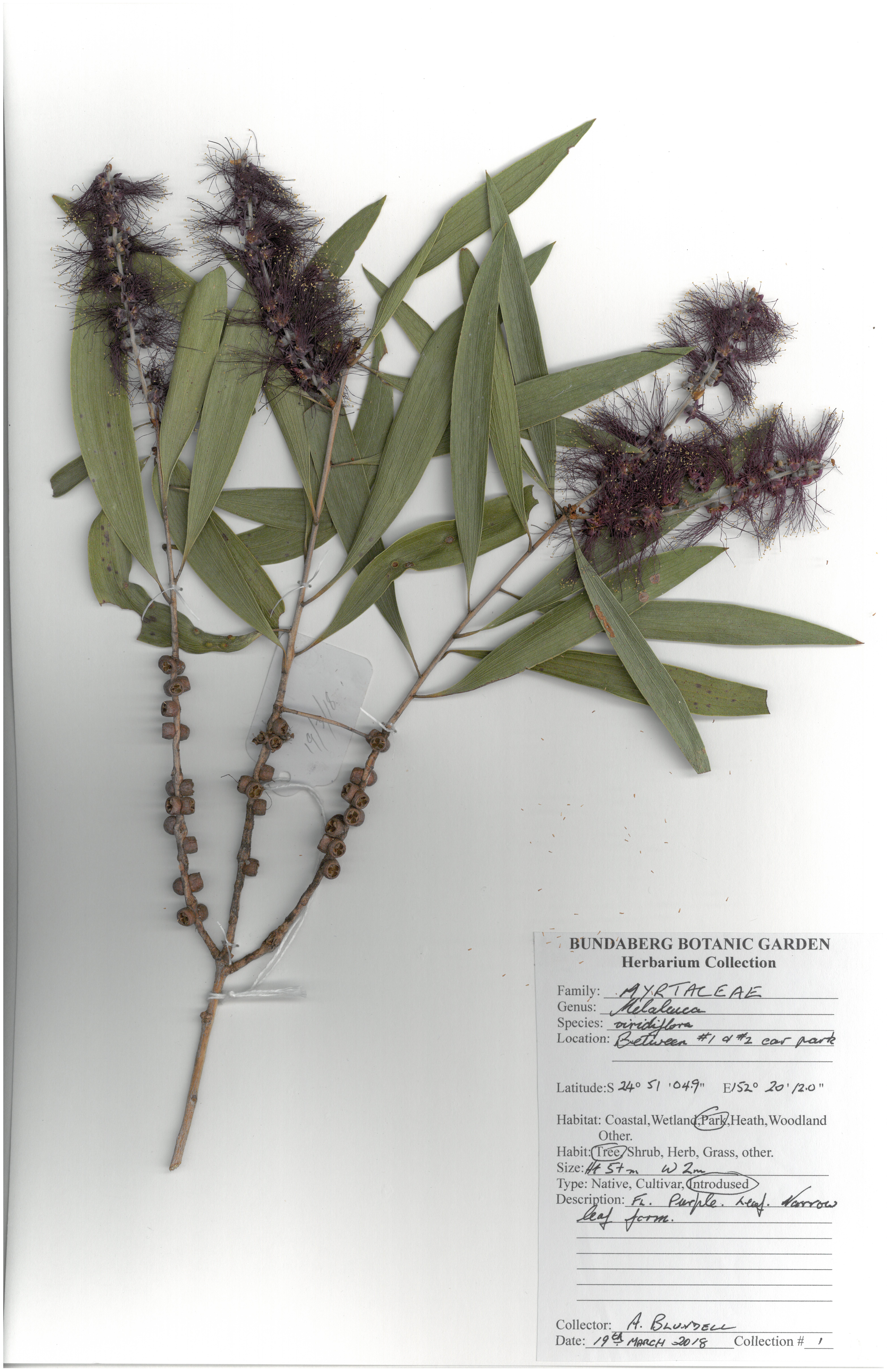 Myrtaceae melaleuca viridiflora