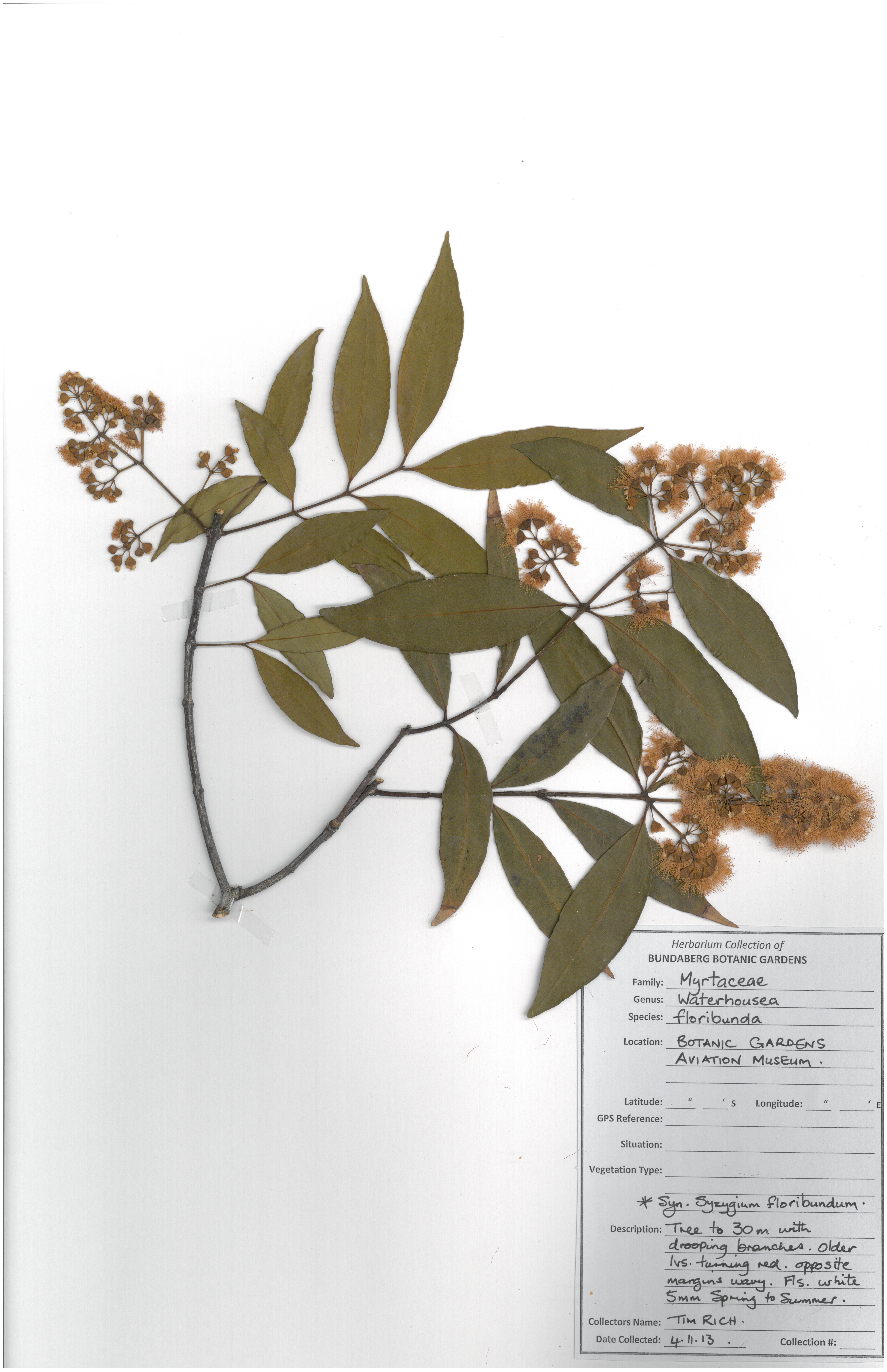 Myrtaceae waterhousia floribunda