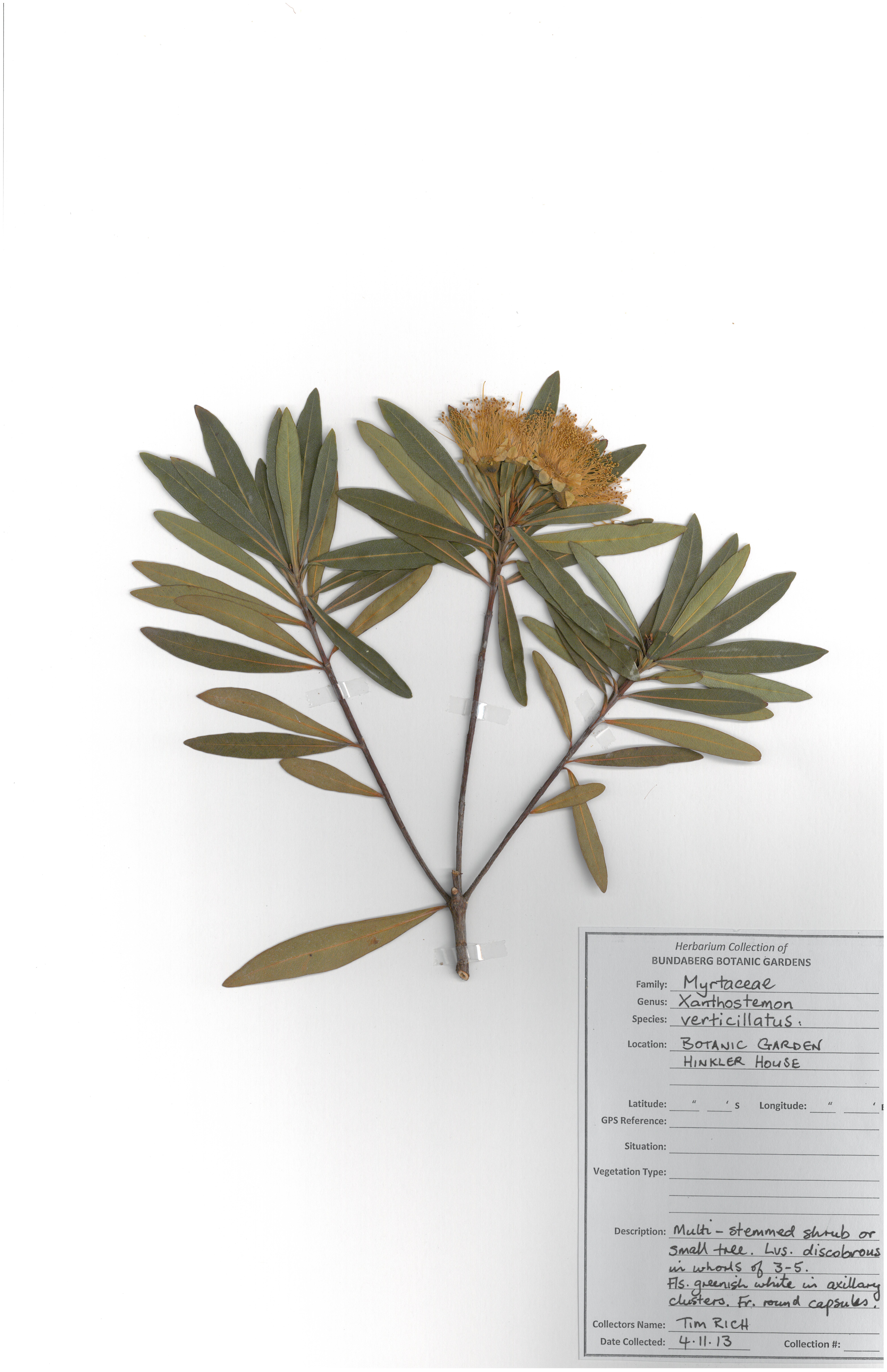 Myrtaceae xanthostemon verticillatus