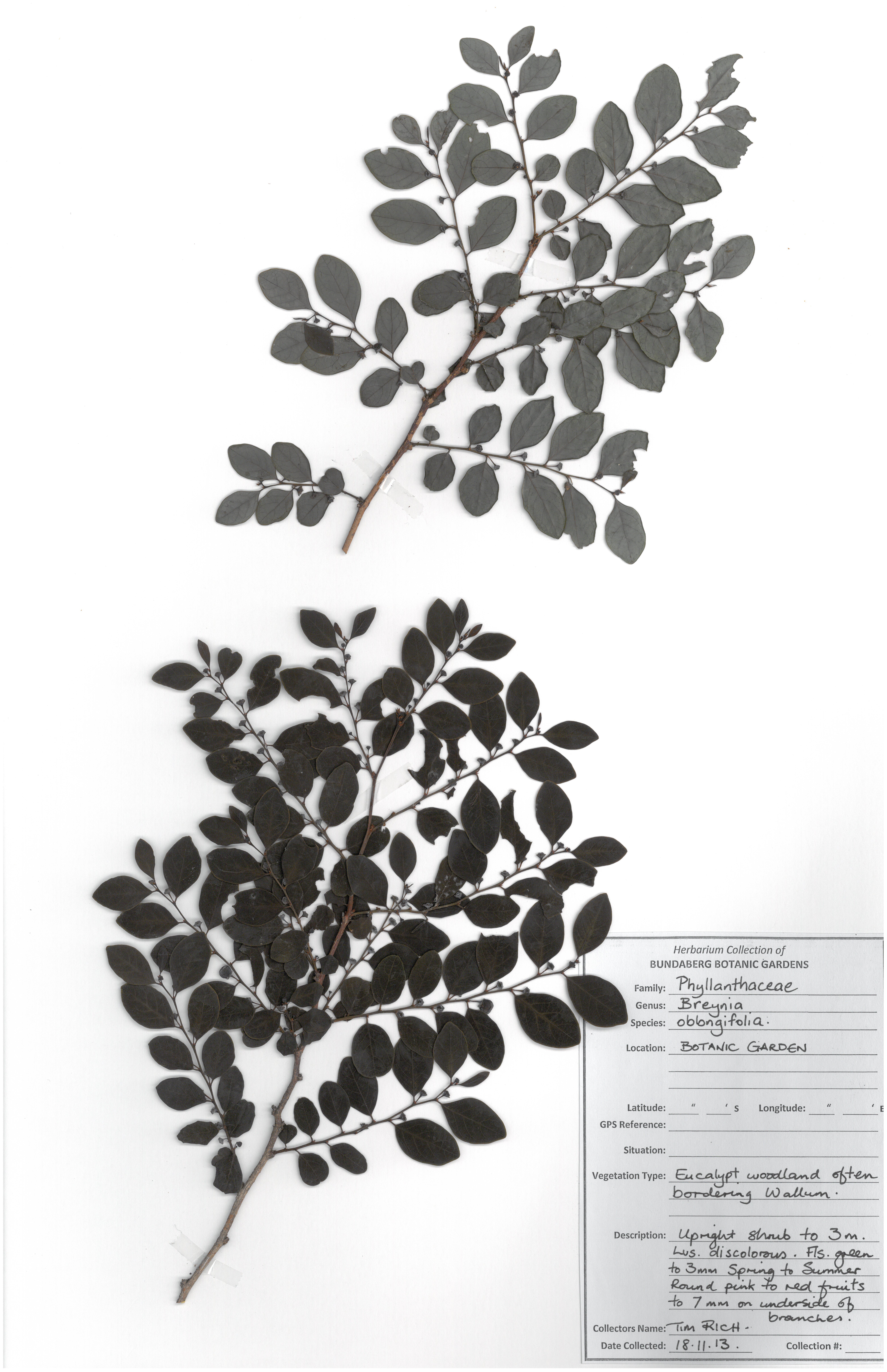 Phyllanthaceae breynia oblongifolia