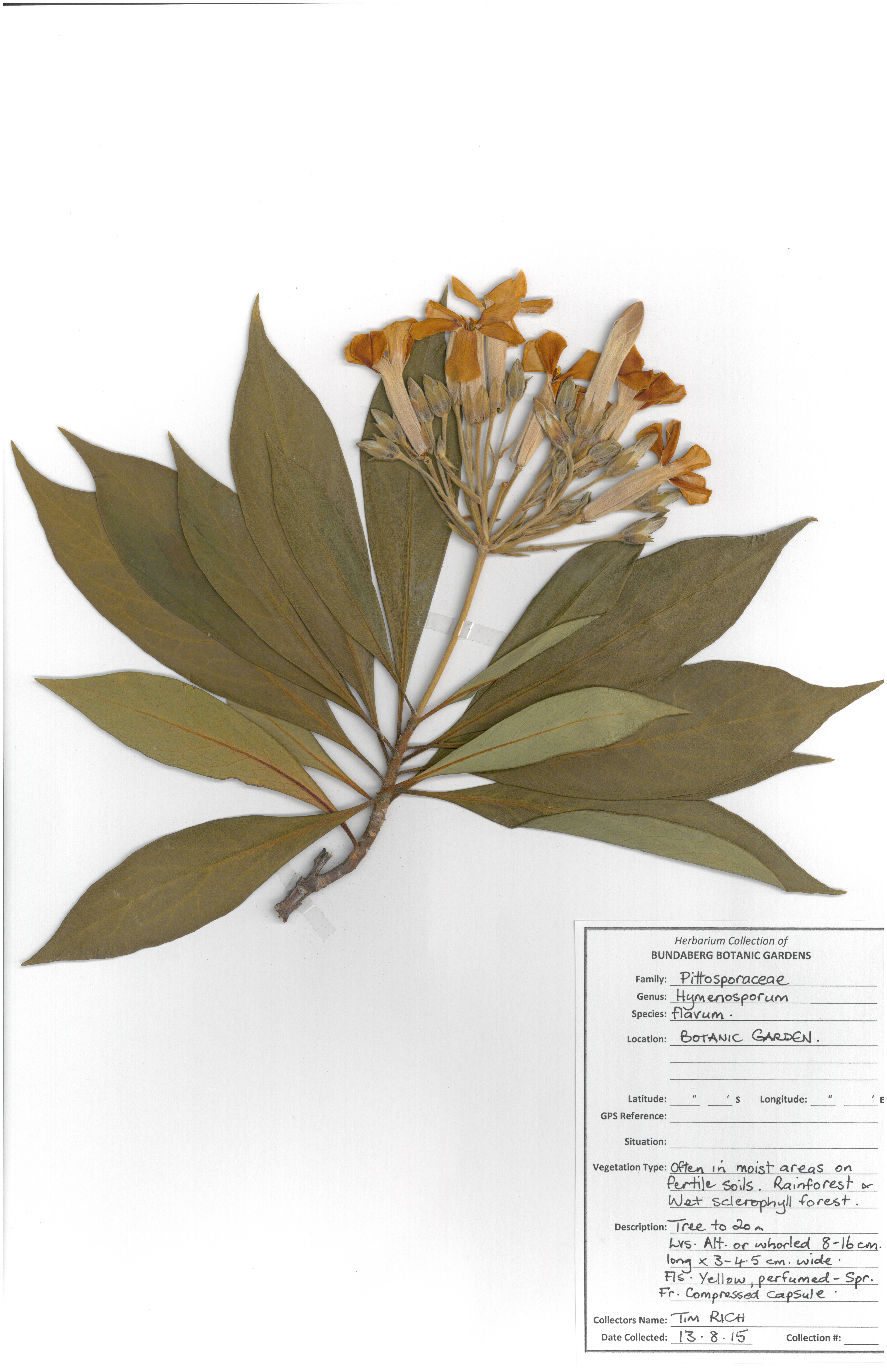 Pittosporaceae hymenosporum flavum