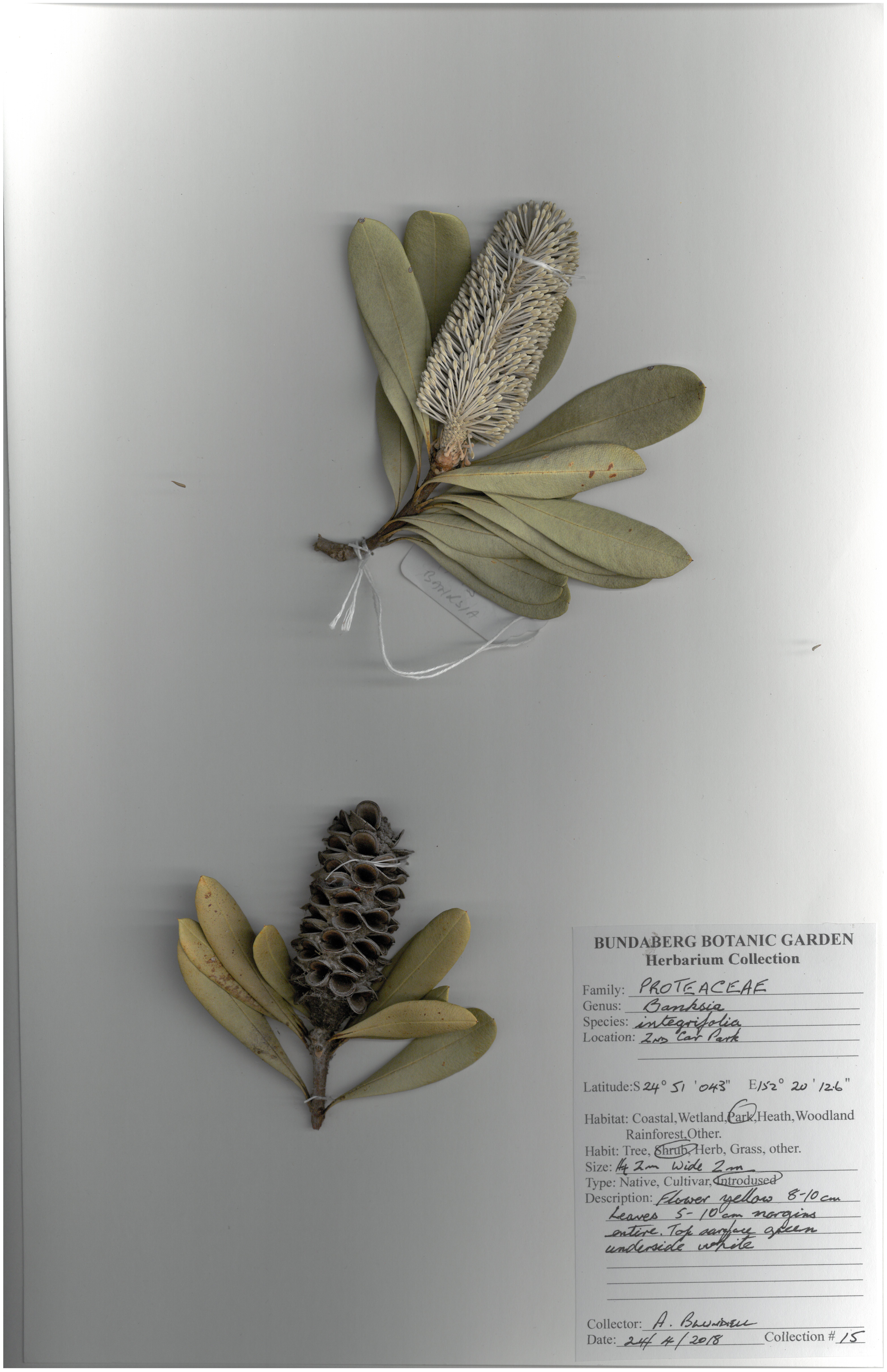 Proteaceae banksia integrifolia