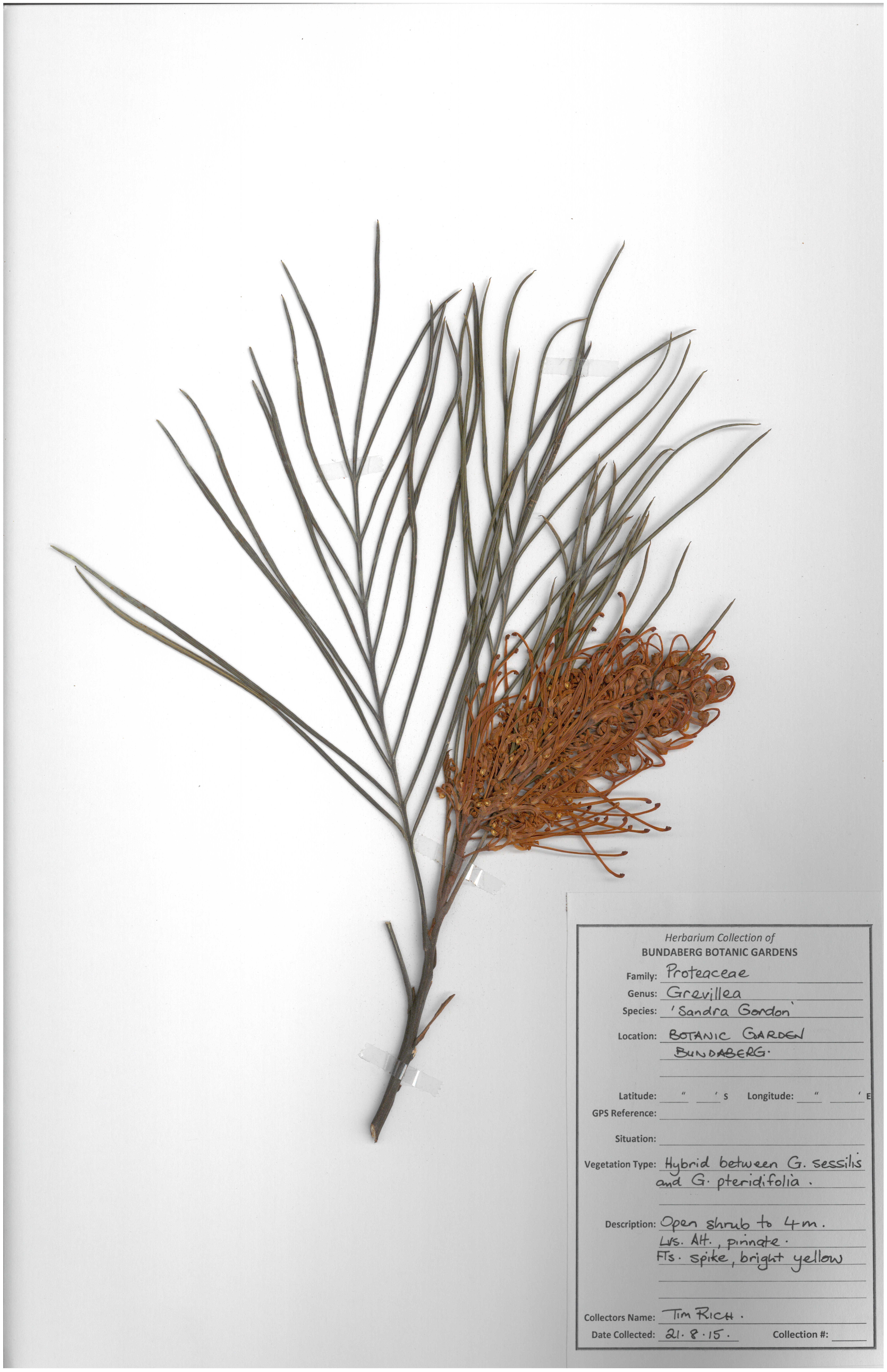 Proteaceae grevillea sandra gordon