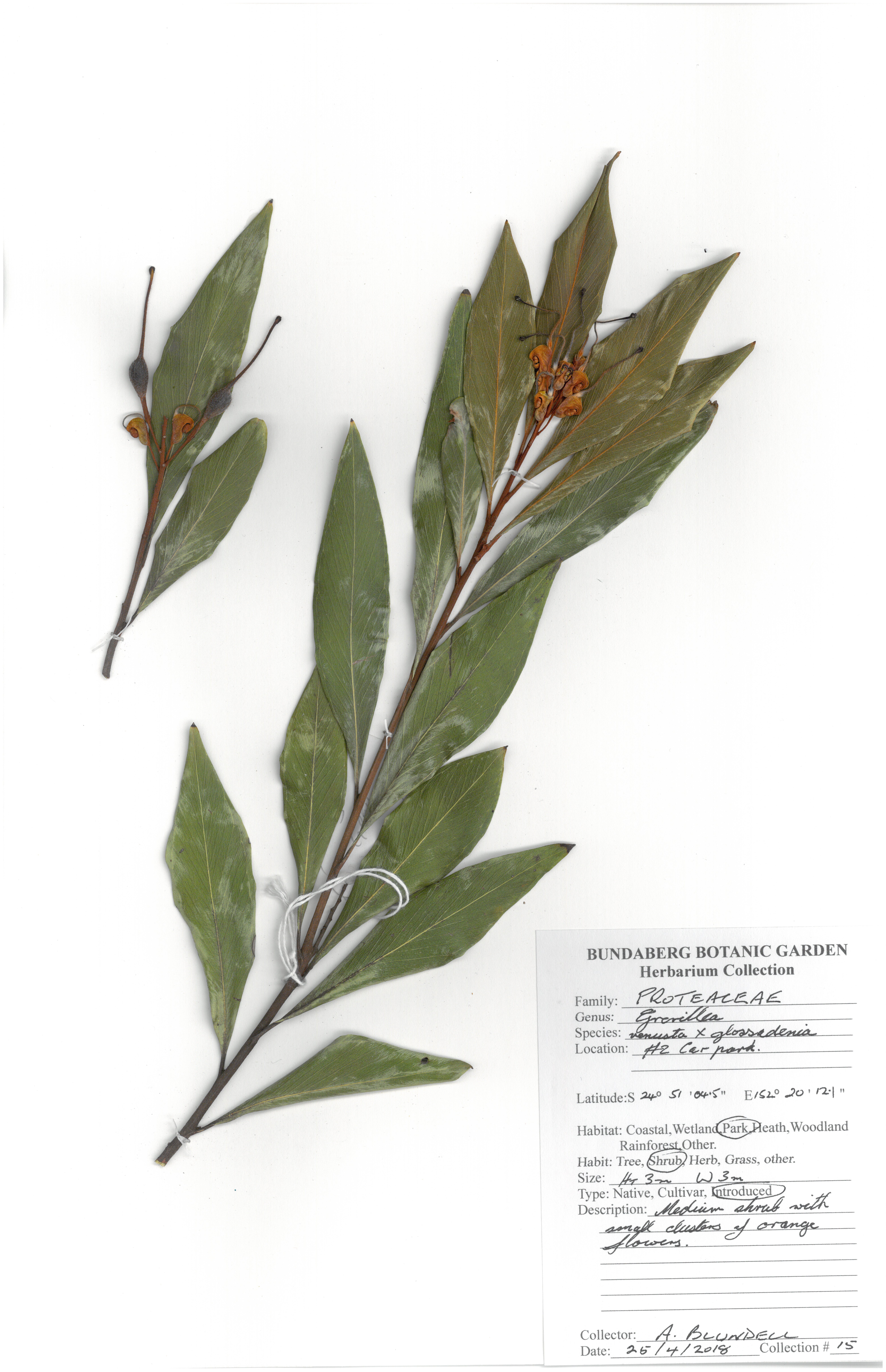 Proteaceae grevillea venusta x glossadenia