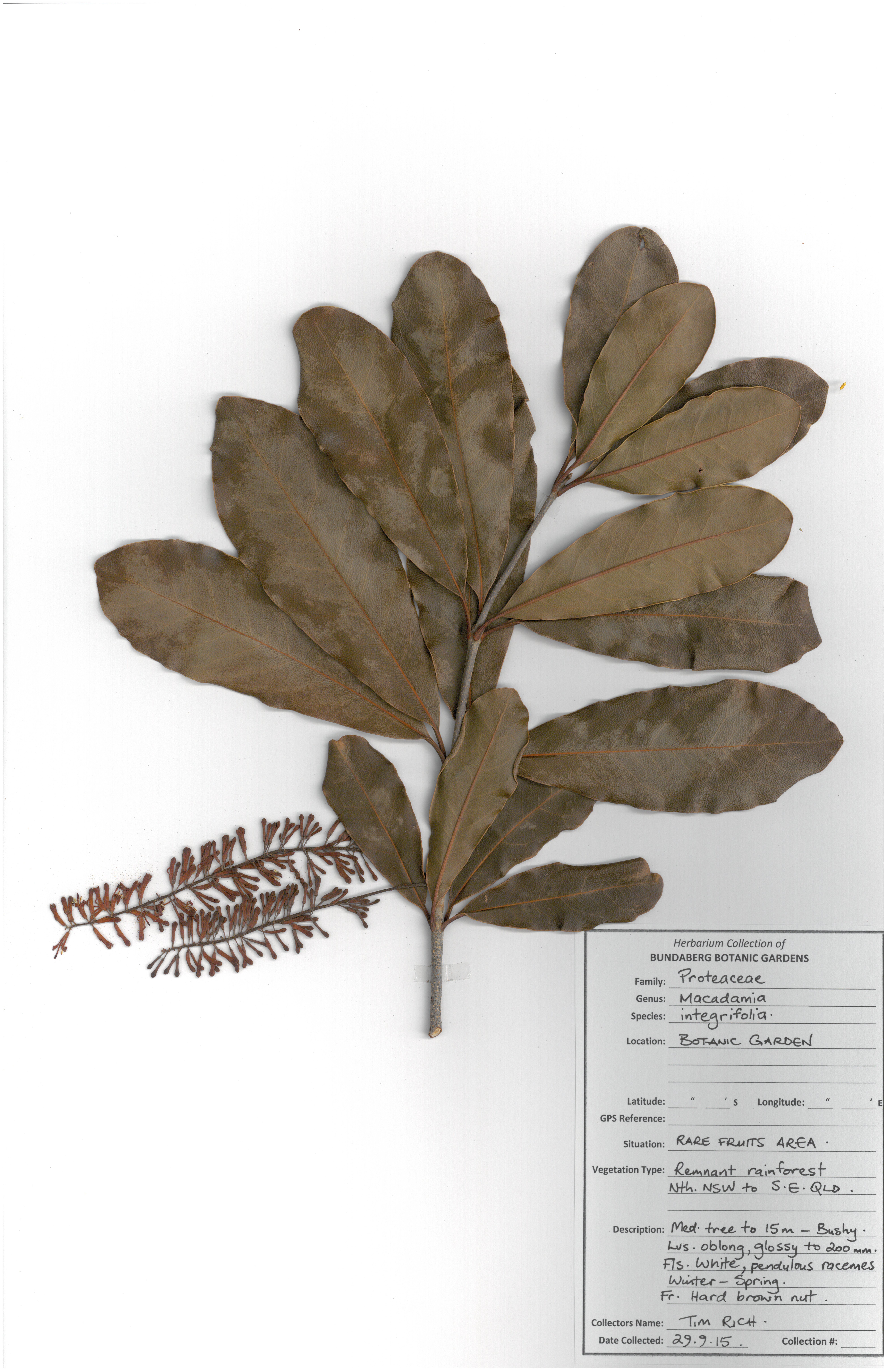Proteaceae macadamia integrifolia