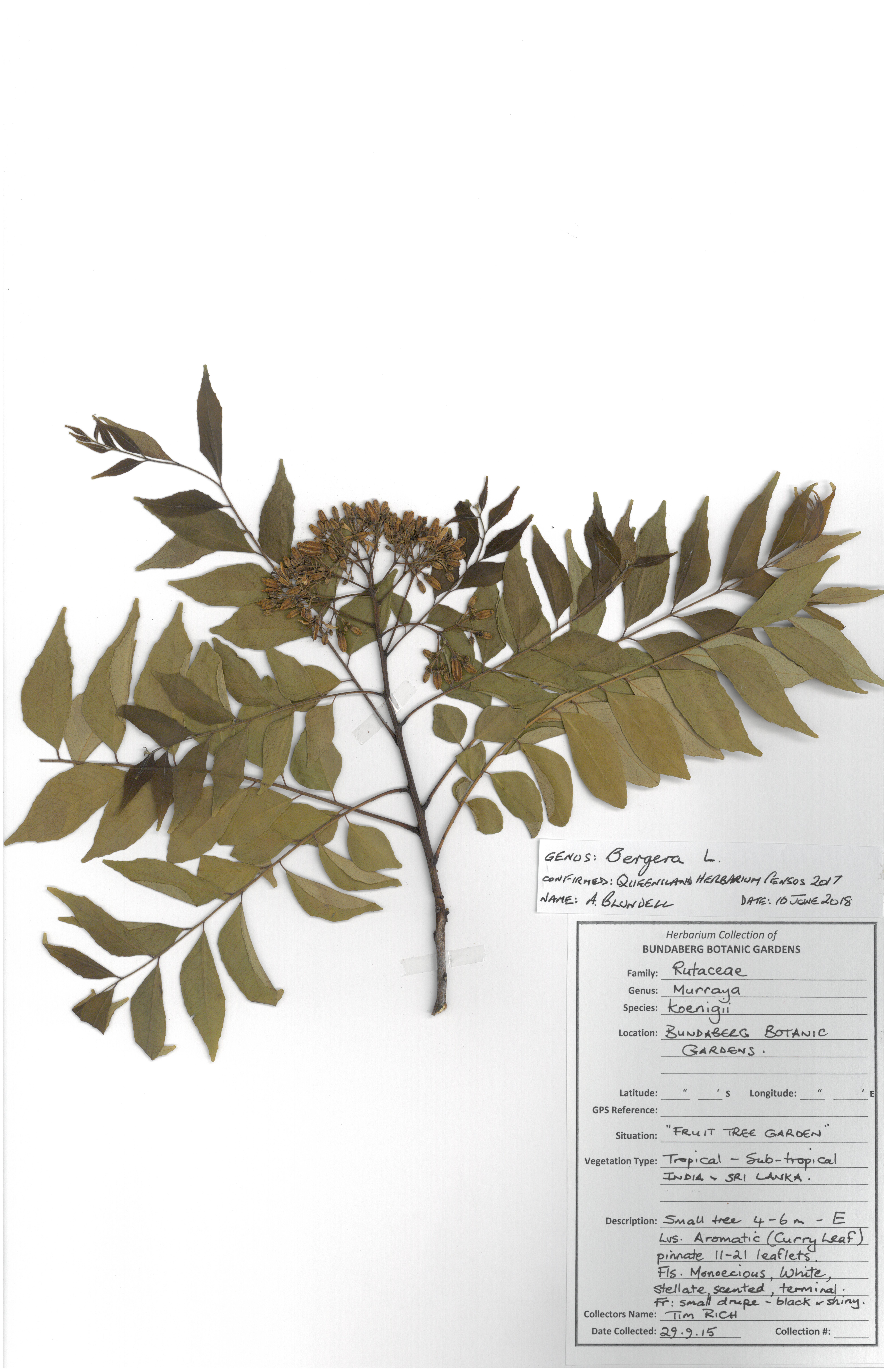 Rutaceae bergera koenigii