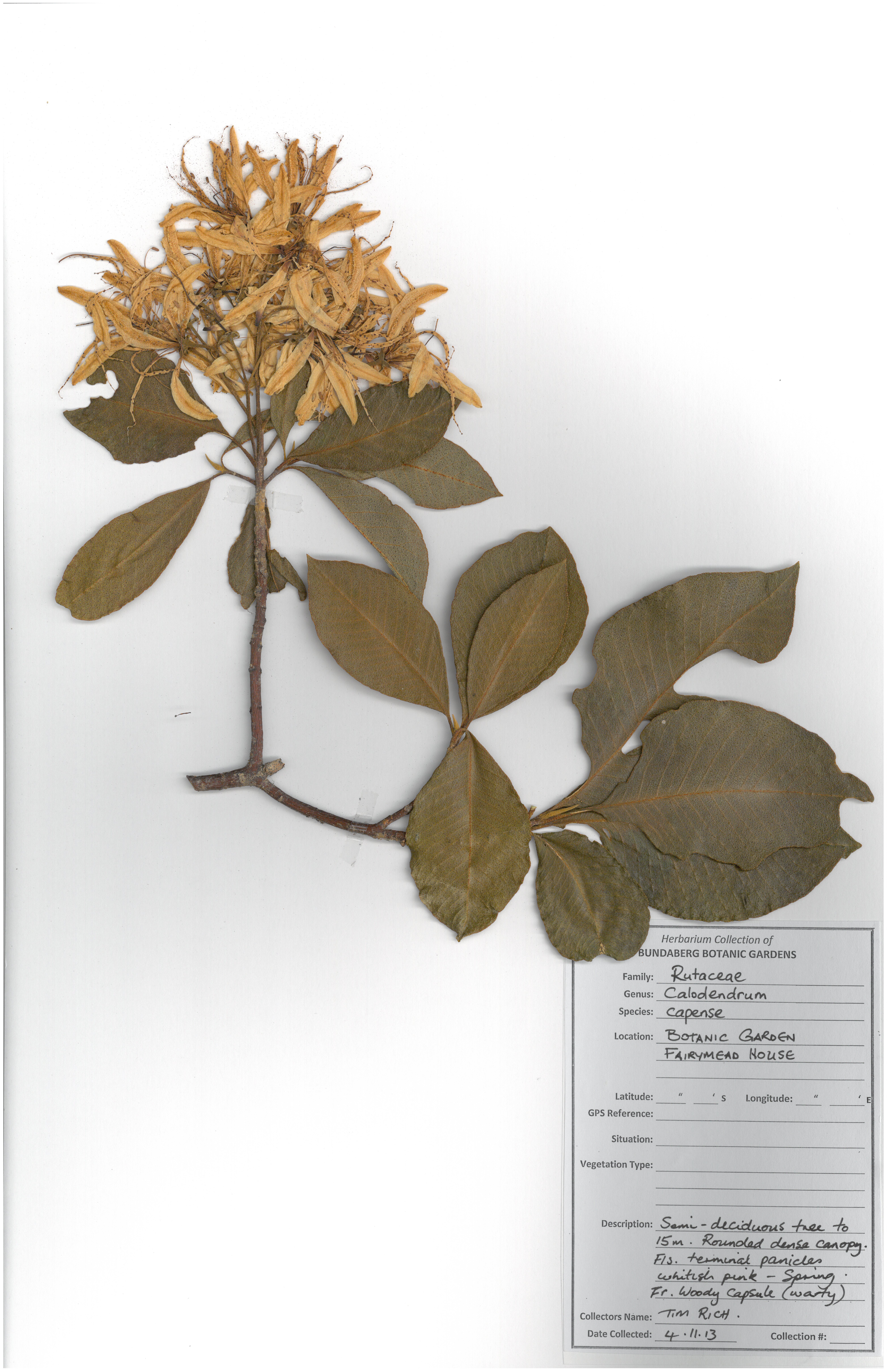 Rutaceae calodendrum capense