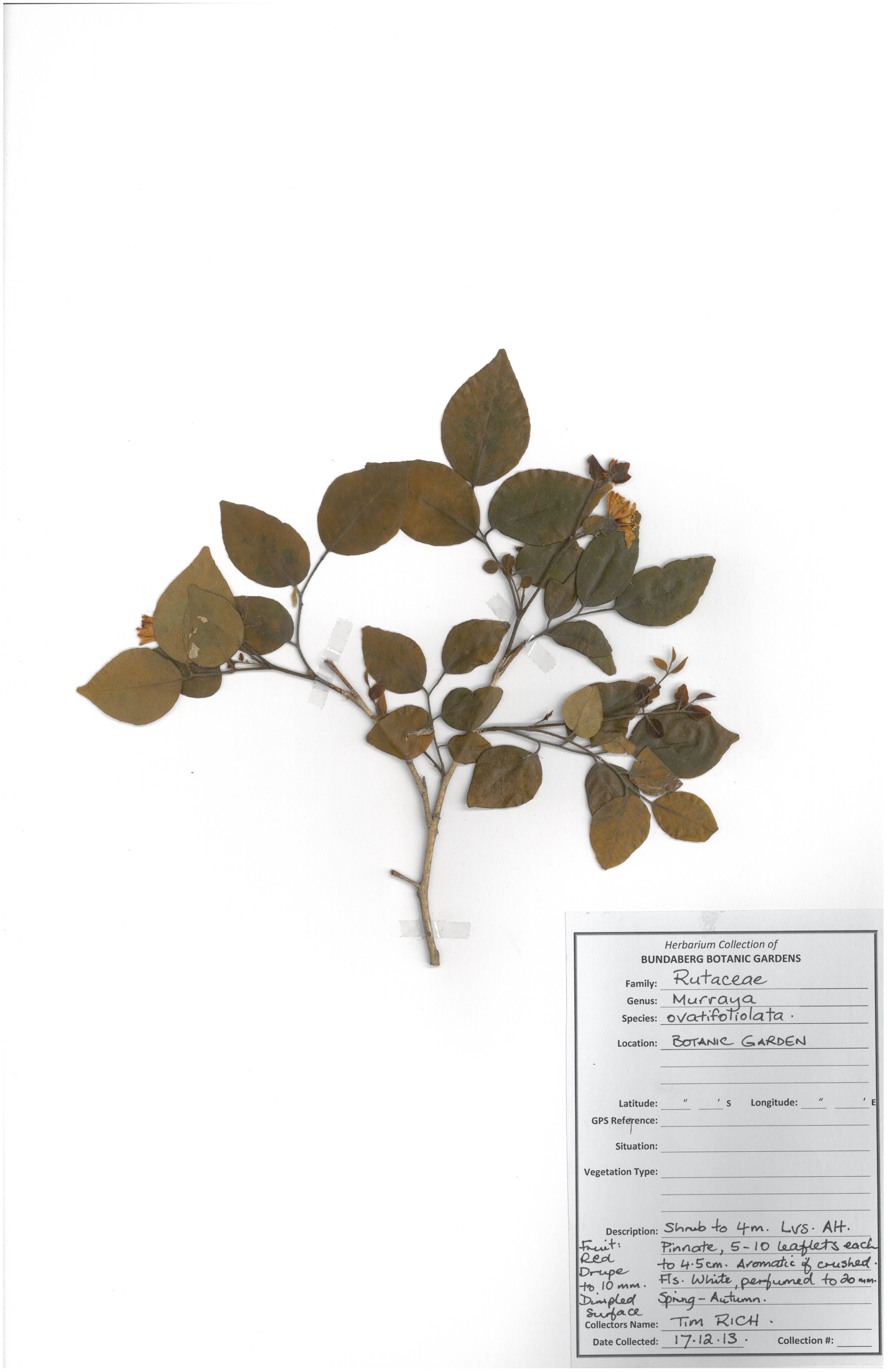 Rutaceae murraya ovatifoliolata