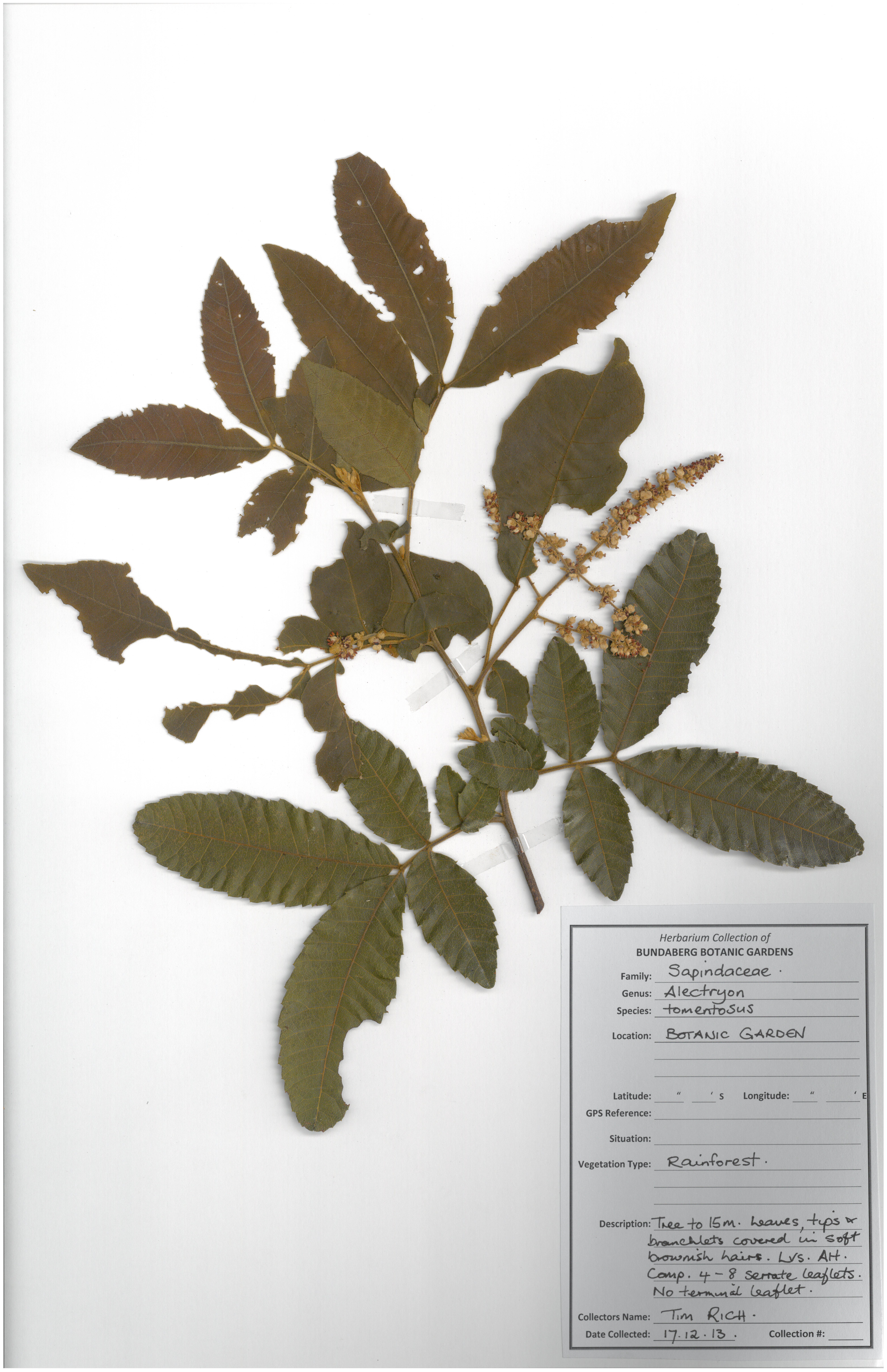 Sapindaceae alectryon tomentosus 1