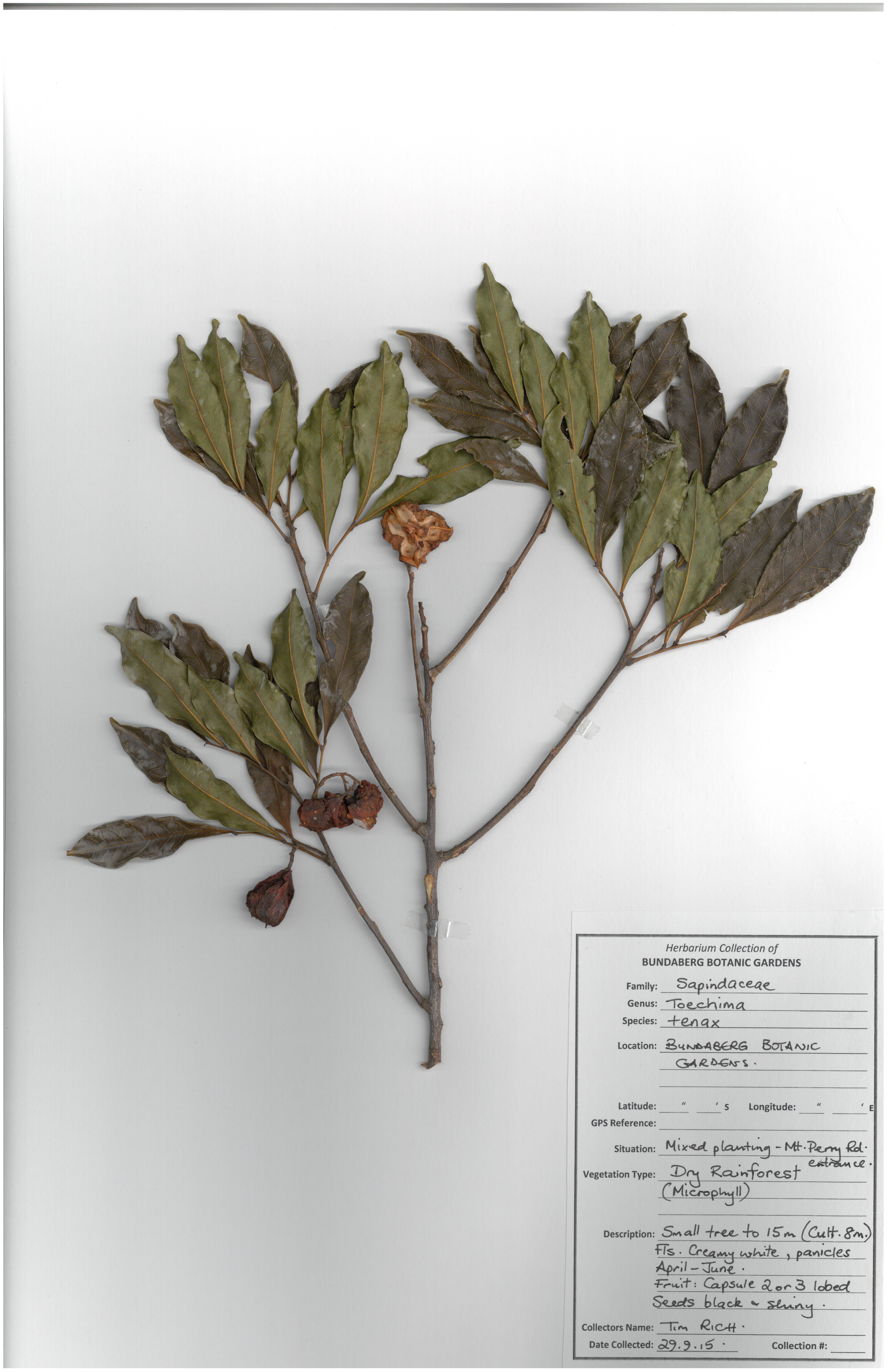 Sapindaceae toechima tenax