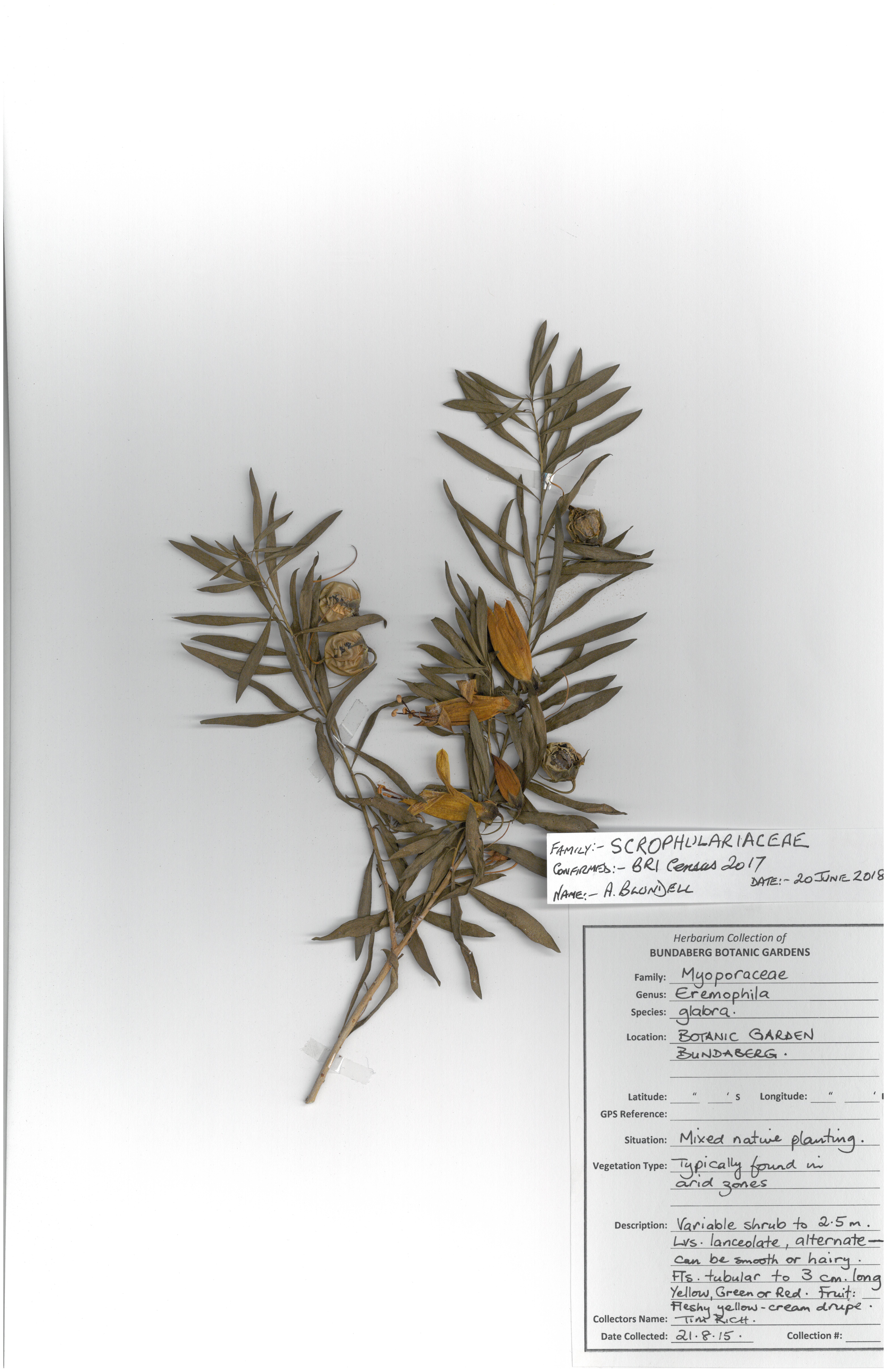 Scrophulariaceae eremophila glabra