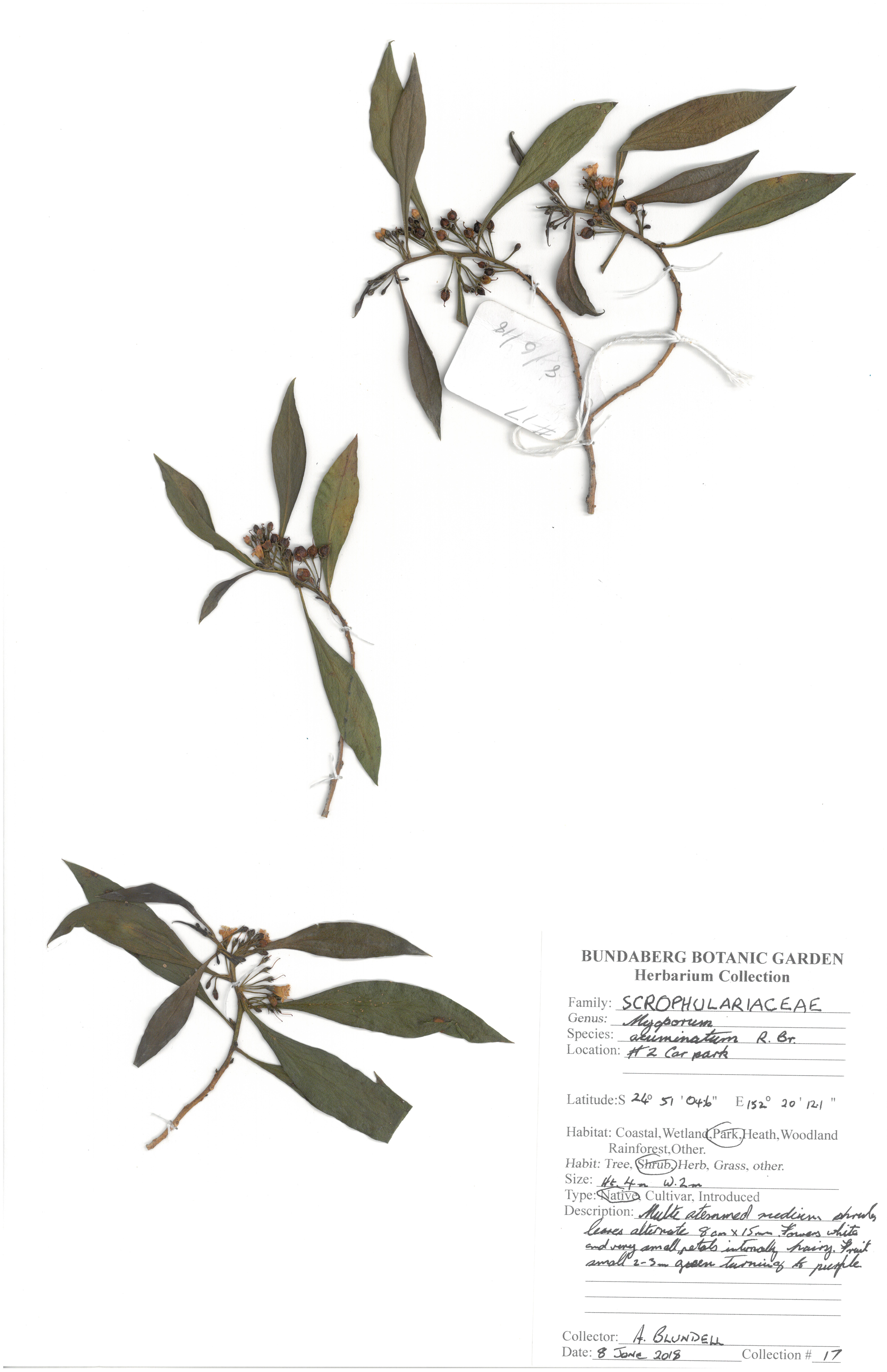 Scrophulariaceae myoporum acuminatum r br