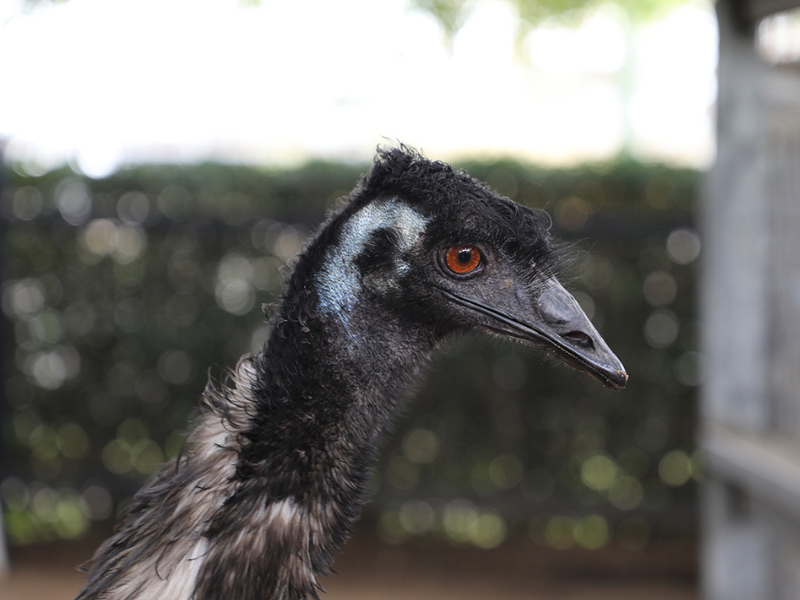 Alexandra Park Zoo Emu