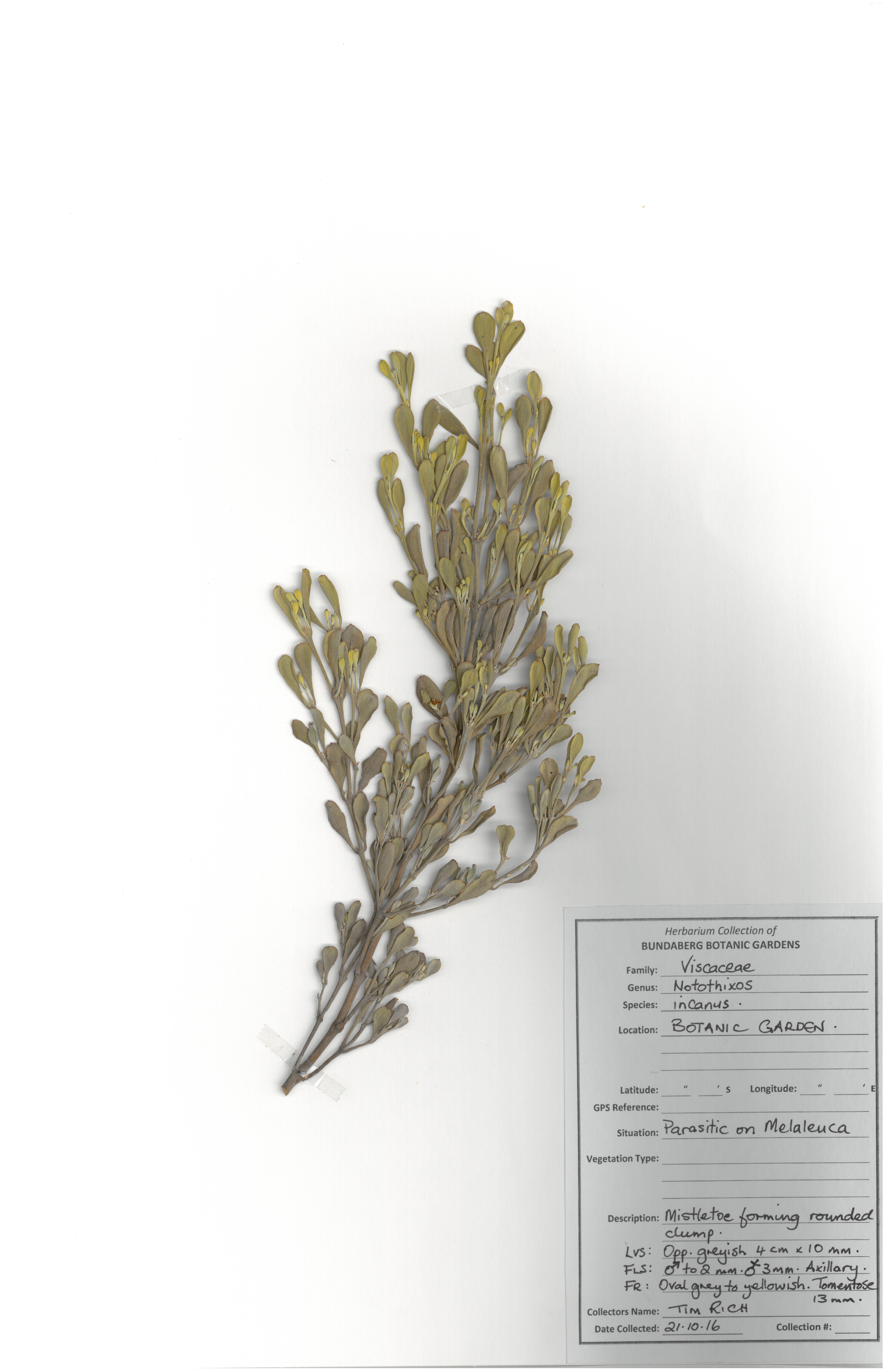 Viscaceae notothixos incanus