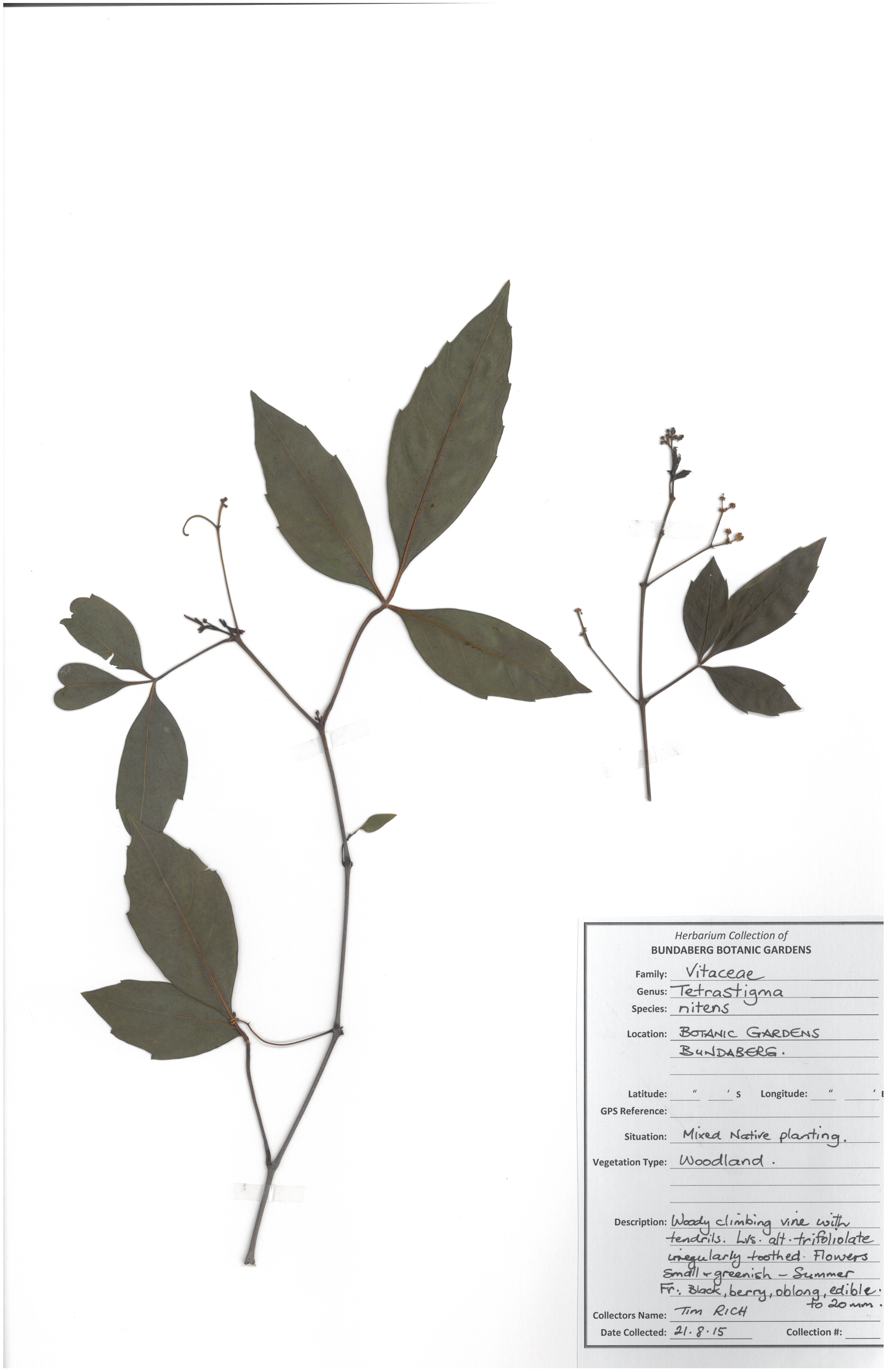 Vitaceae tetrastigma nitens
