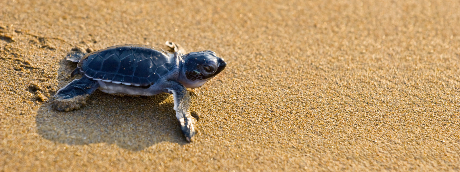 Turtle Awareness Test Banner